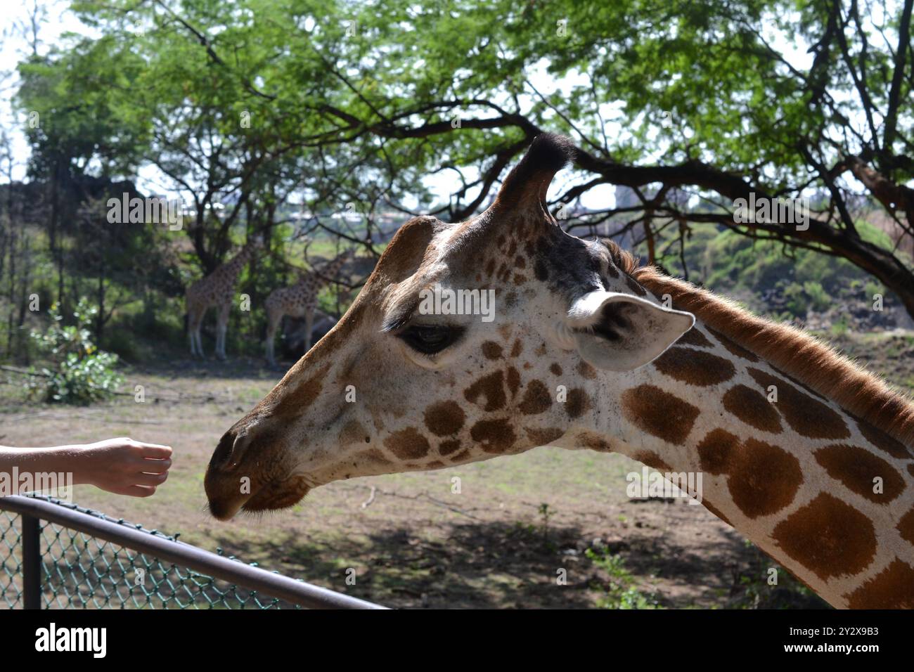 Eine Nahaufnahme einer Giraffe, die von einer Person in einem Zoo mit anderen Giraffen im Hintergrund gefüttert wird. Stockfoto