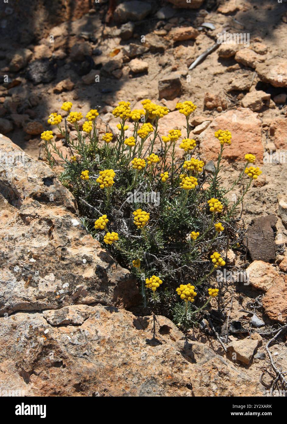 Mediterrane Erdbeere, Currypflanze, Gemeine Sträucher Everlasting, Everlasting Blume oder Ewige Blume, Asteraceae. Ibiza, Balearen, Spanien. Stockfoto