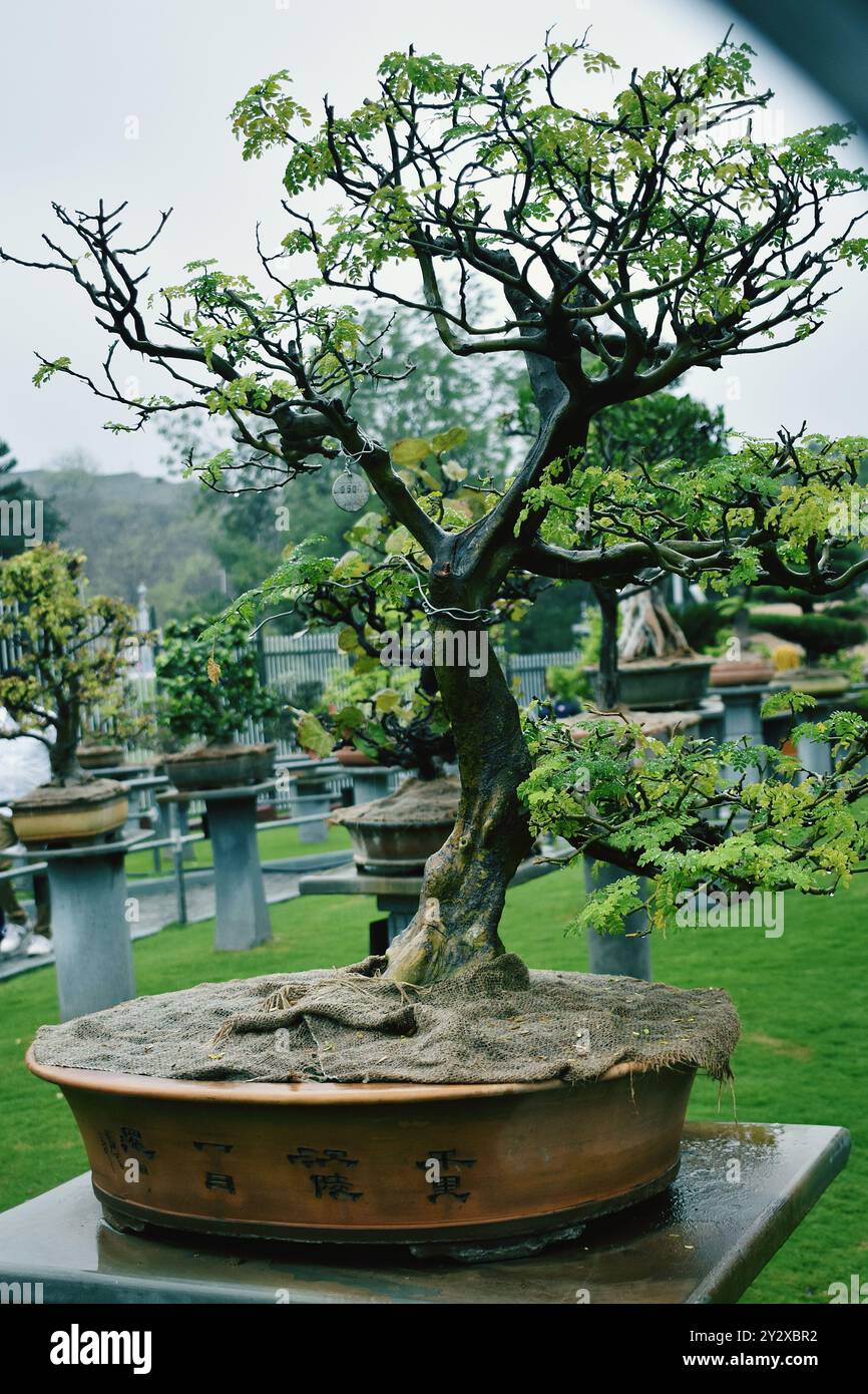 Groen Bonsai-Baum in einem Topf im Freien platziert Stockfotografie - Alamy
