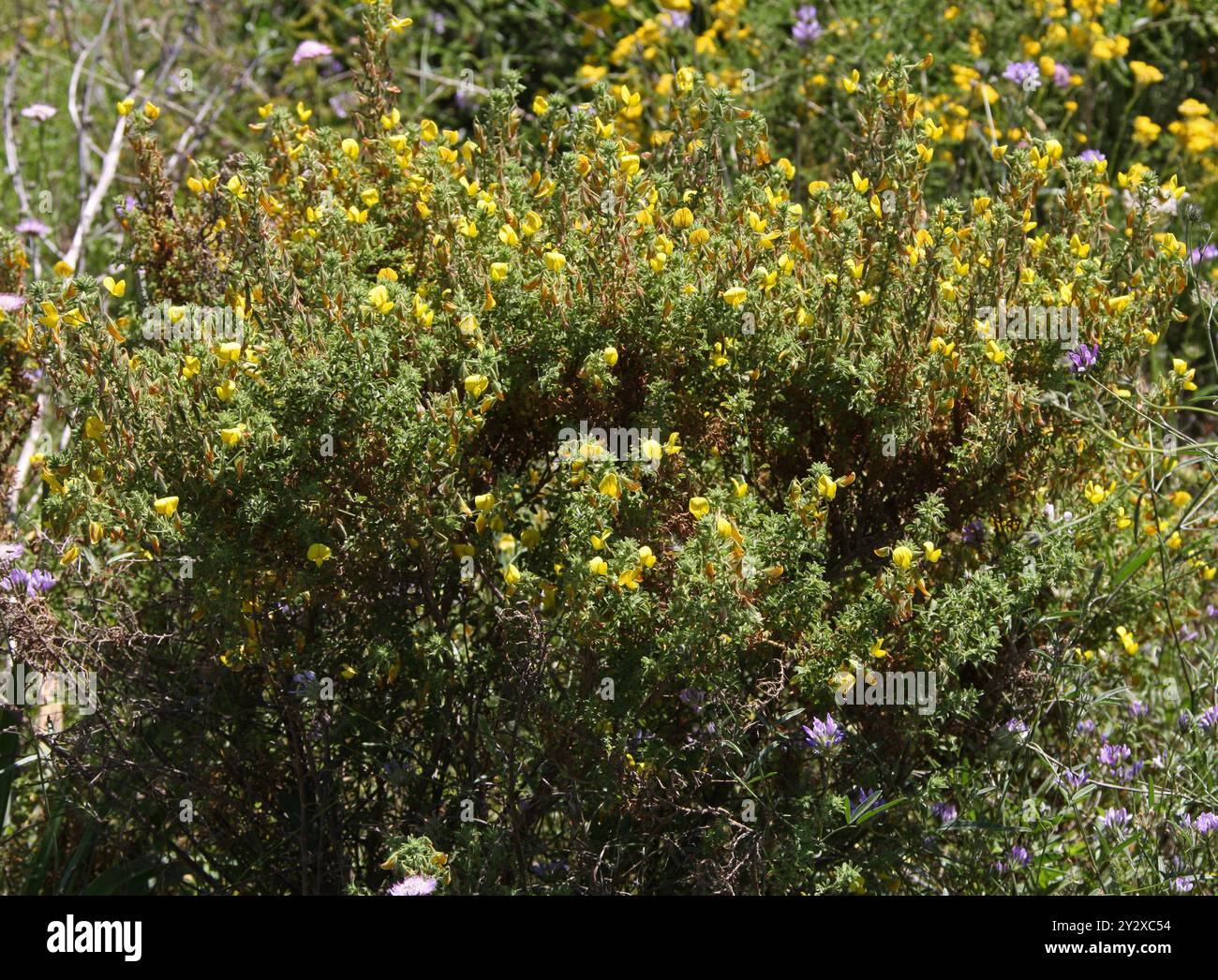 Haarige Grünweed, Silkyleaf Besen, Silkyleaf Woadwaxen oder kriechender Besen, Genista pilosa, Fabaceae. Ibiza, Balearen, Spanien, Mittelmeer. Stockfoto