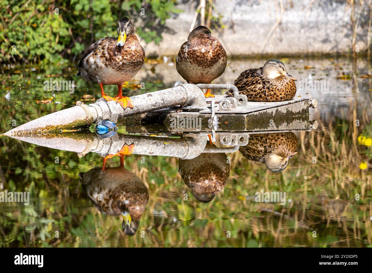 Drei Enten ruhen auf einer Rohrkonstruktion in einem Teich mit klaren Reflexen im Wasser. Stockfoto