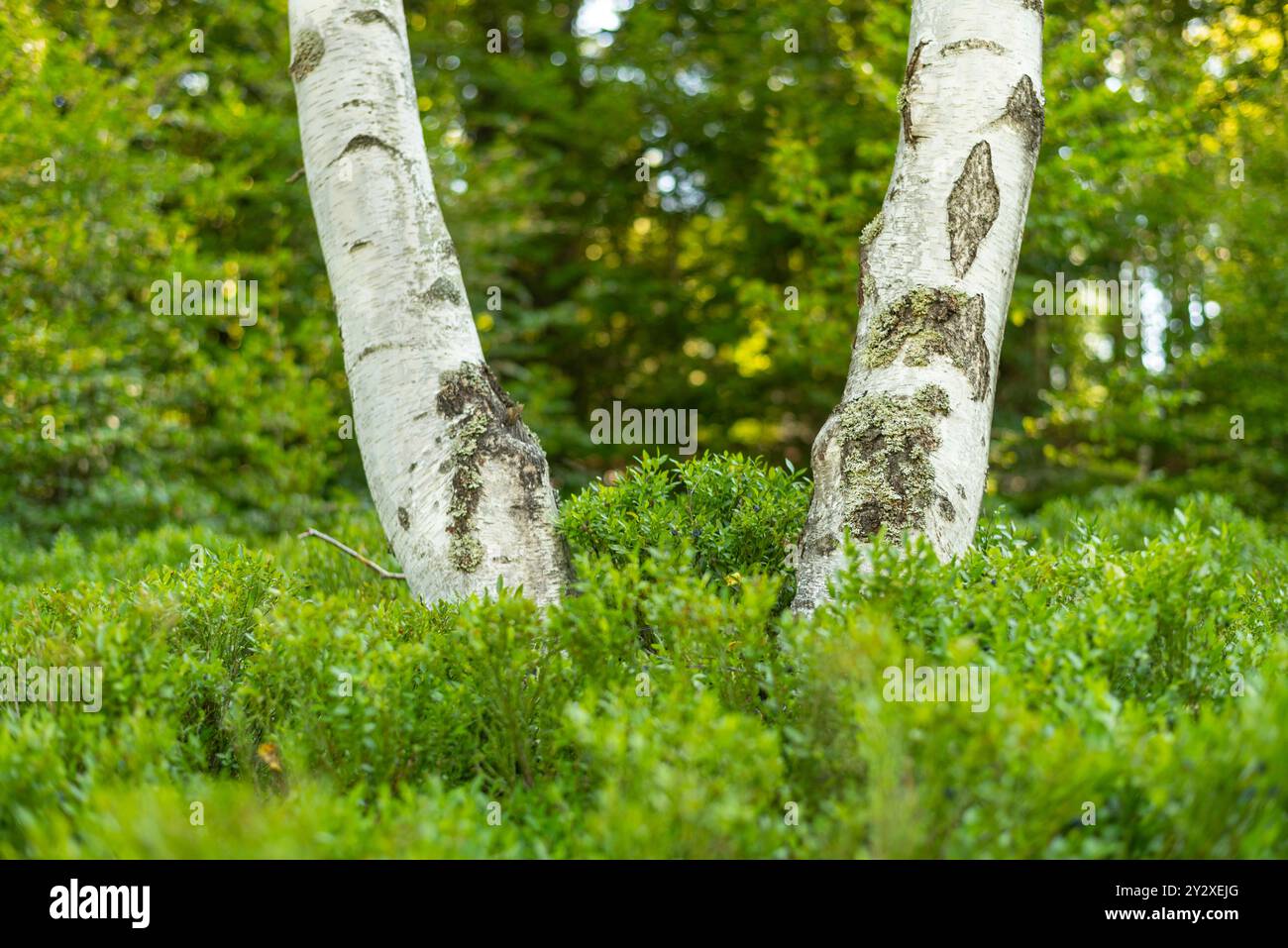 Nahaufnahme eines Birkenbaums auf der Bergwiese. Stockfoto