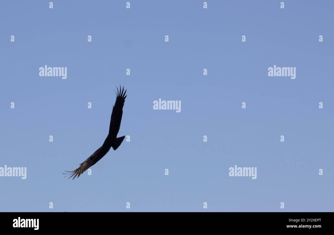 hawk fliegt hoch im blauen Himmel Stockfoto