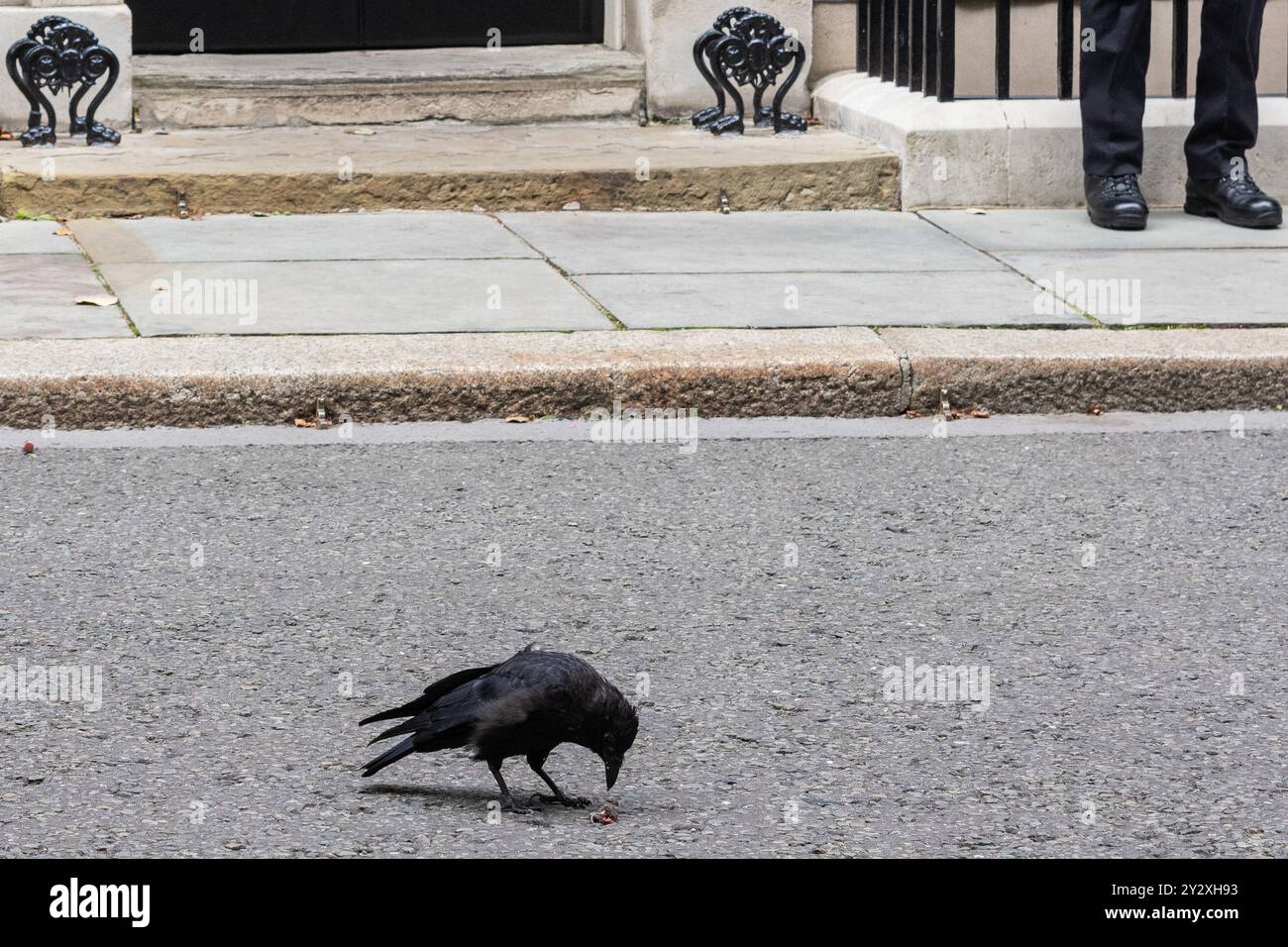 London, Großbritannien. September 2024. Eine Krähe isst eine Maus auf der Straße vor der Downing Street 10. Quelle: Mark Kerrison/Alamy Live News Stockfoto