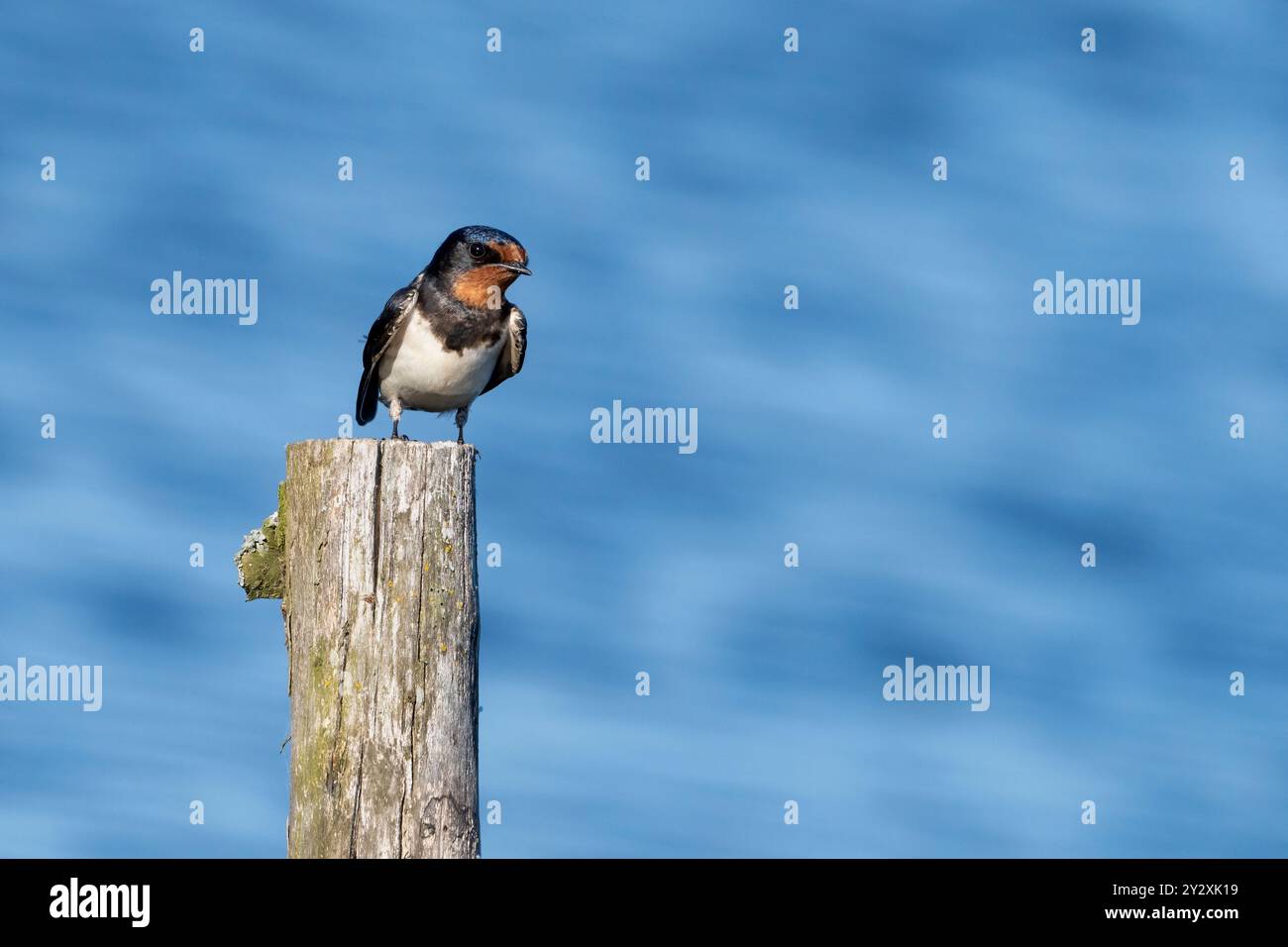 Rauchschwalbe auf einem hölzernen Pfosten Stockfoto
