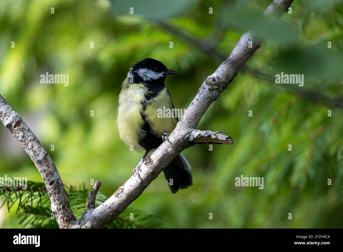 Ein kleiner Vogel auf einem Zweig, umgeben von üppig grünem Laub. Der Vogel hat einen schwarzen Kopf, einen gelben Bauch und weiße Wangen, die seinen lebhaften Charakter zeigen Stockfoto