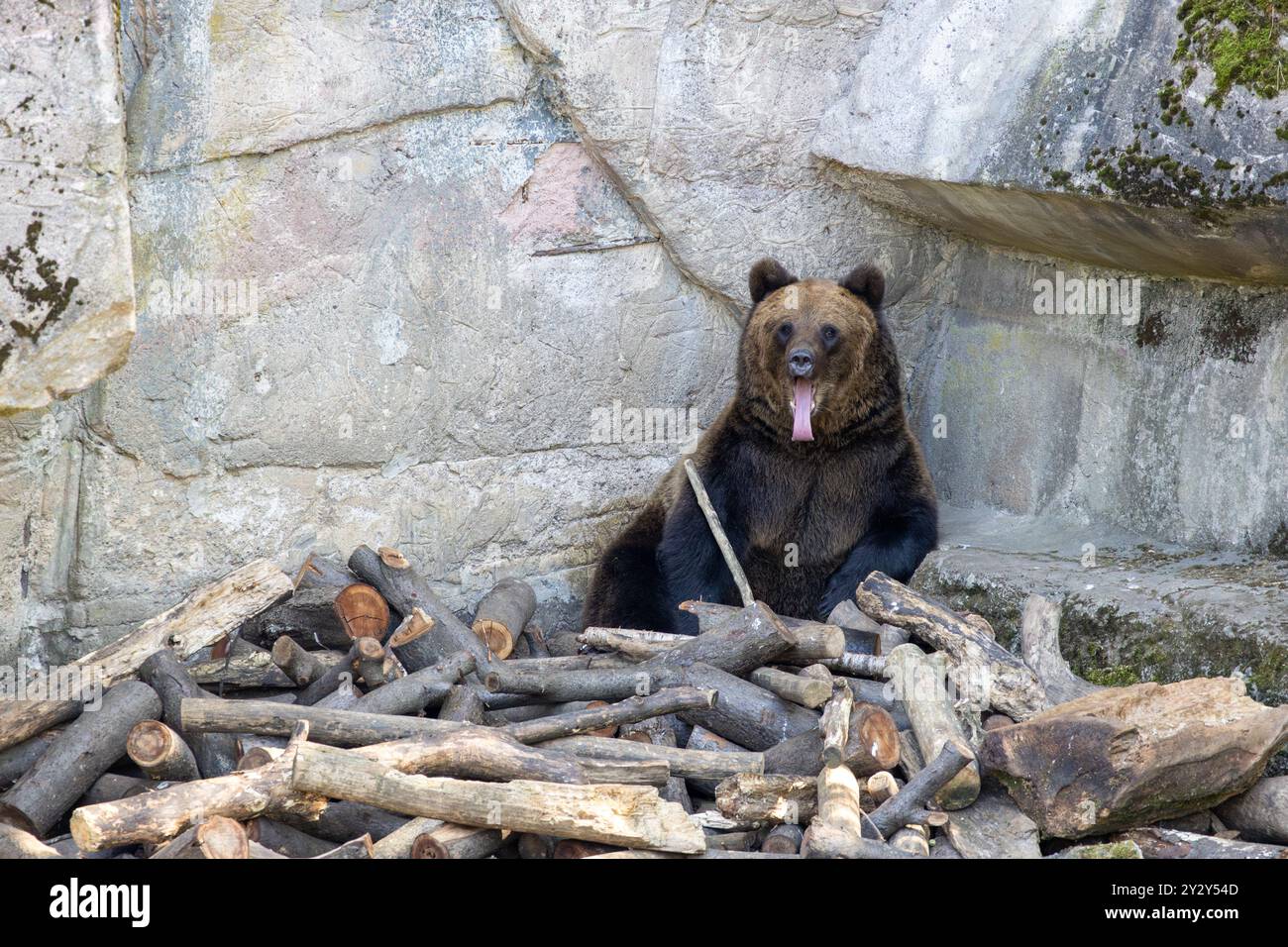 Ein brauner Bär, der zwischen einem Holzhaufen in einem felsigen Gehege sitzt, mit offenem Mund, als würde er gähnen. Der Bär hat ein dickes Fellfell und ruht sich auf Stockfoto