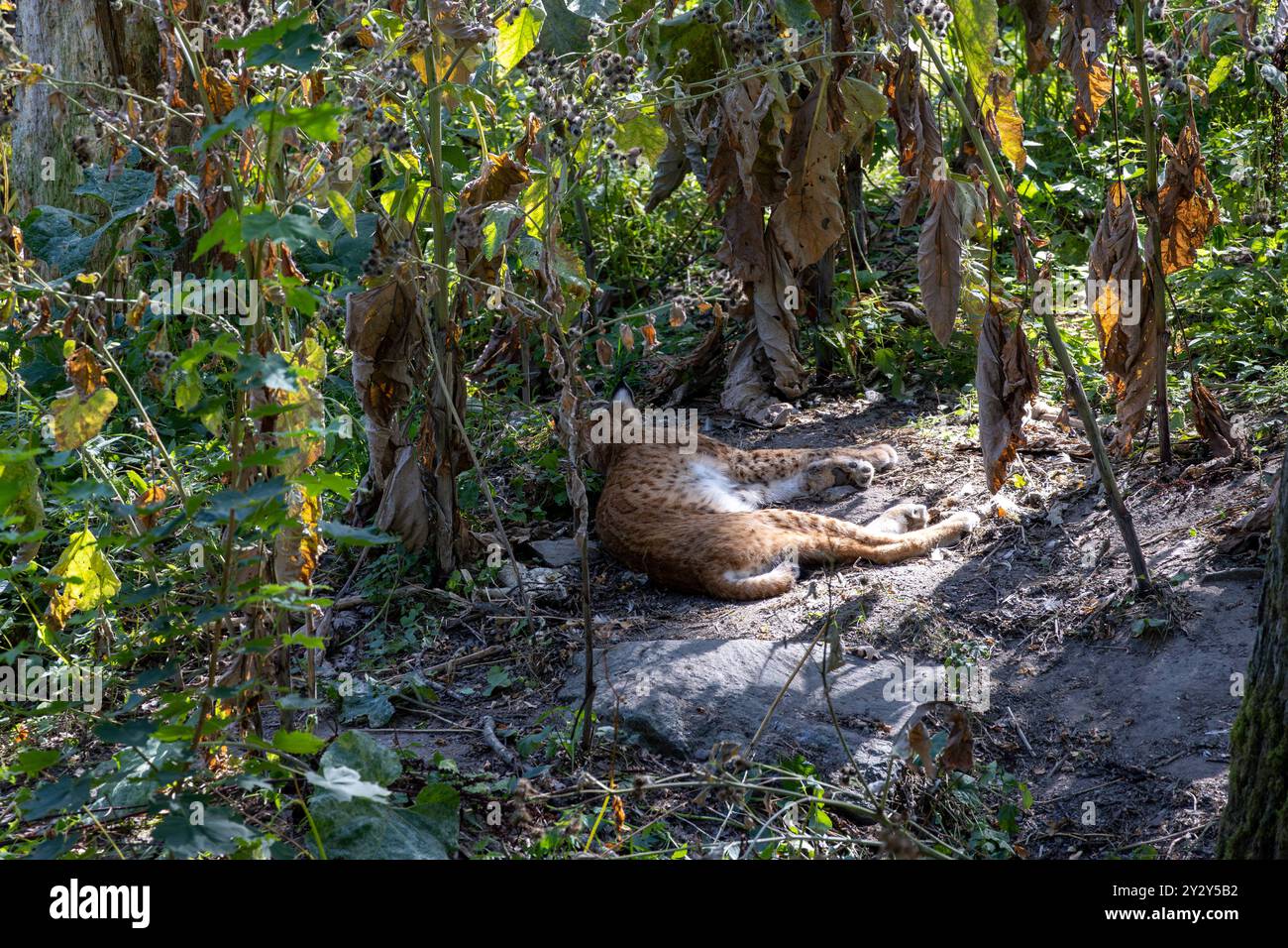 Ein Luchs, der auf dem Boden zwischen getrockneten Blättern und Grün in einem bewaldeten Gebiet liegt. Das Tier ist entspannt und fügt sich in seine natürliche Umgebung ein. Stockfoto