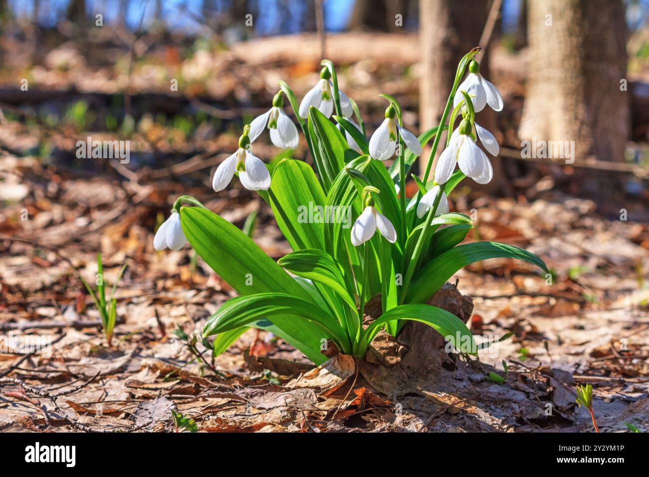 Galanthus nivalis oder Schneeglöckchen - blühende weiße Blüten im frühen Frühjahr im Wald, Nahaufnahme Stockfoto