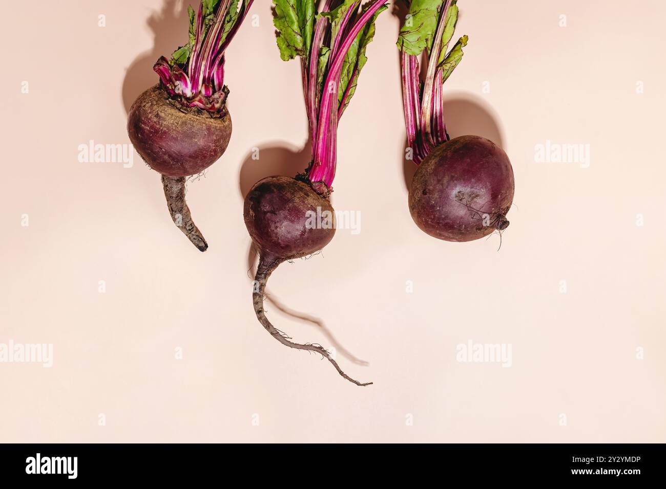 Frisch geerntete Rüben mit grünen Blättern auf hellrosa Hintergrund in rauem Licht Stockfoto