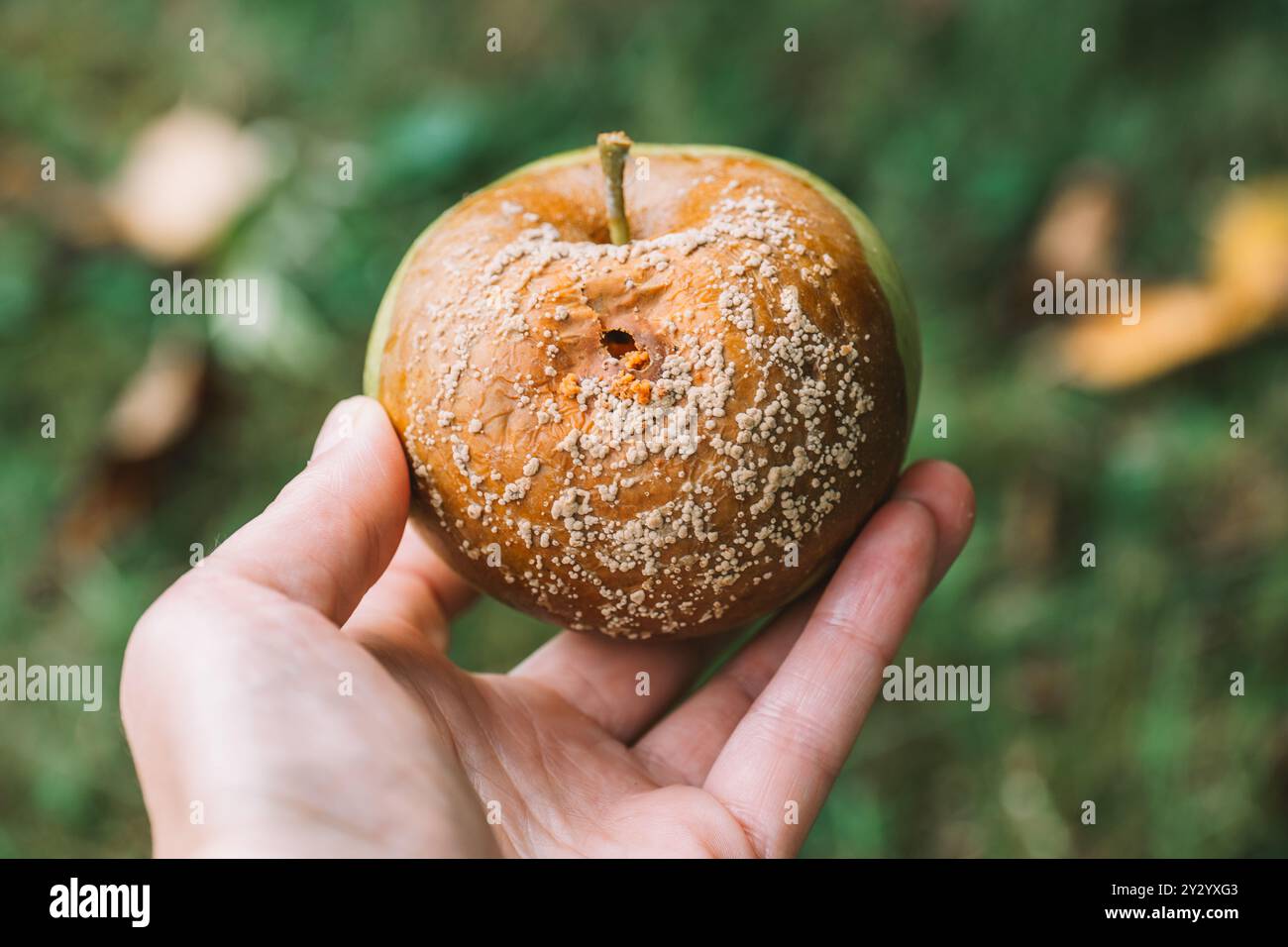 Apfelfäule. Moniliosis. Verrotteter Apfel in der Hand. Garten- und Pflanzengesundheit. Krankheiten der Obstbäume. Schädlings- und Krankheitsbekämpfung im Garten. Stockfoto