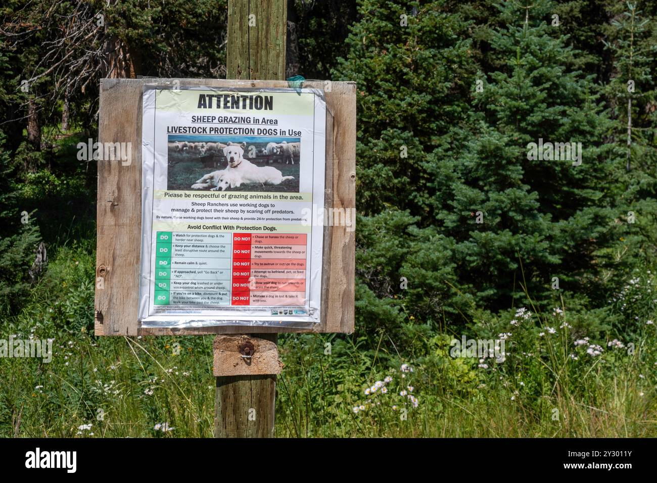 Routt National Forest, Colorado – Ein Schild am Ausgangspunkt des Wanderwegs West Summit Loop warnt Wanderer davor, Hunde zu vermeiden, die Weideherden schützen Stockfoto