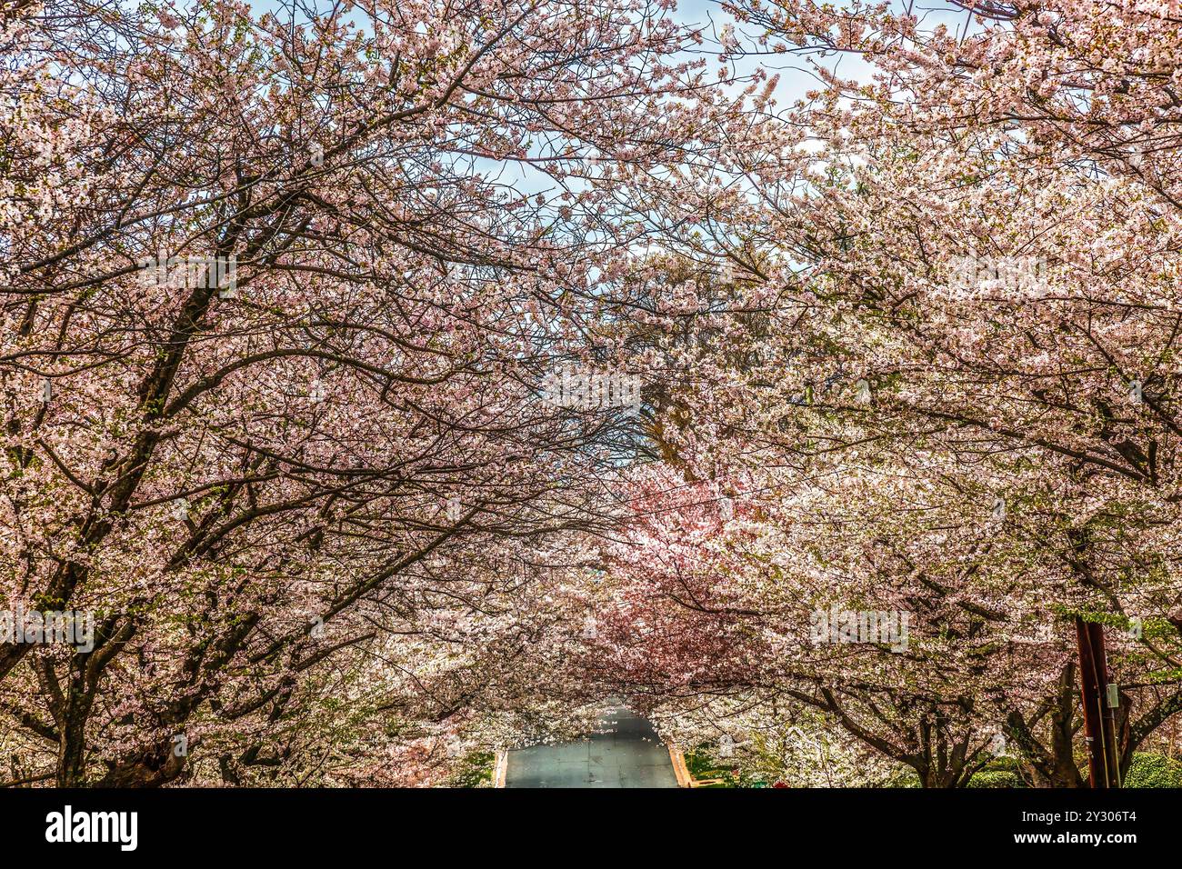 Bunte Weiße Rosa Kirschblüten Street Kenwood Bethesda Maryland Stockfoto