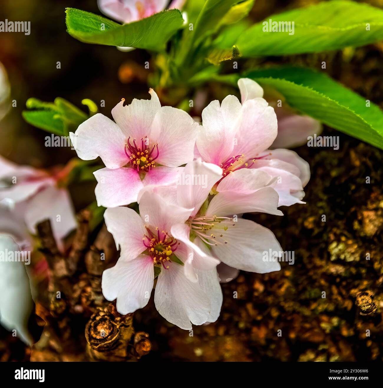 Bunte Weiße Rosa Kirschblüten Blütenblätter Bäume Street Kenwood Bethesda Maryland Stockfoto