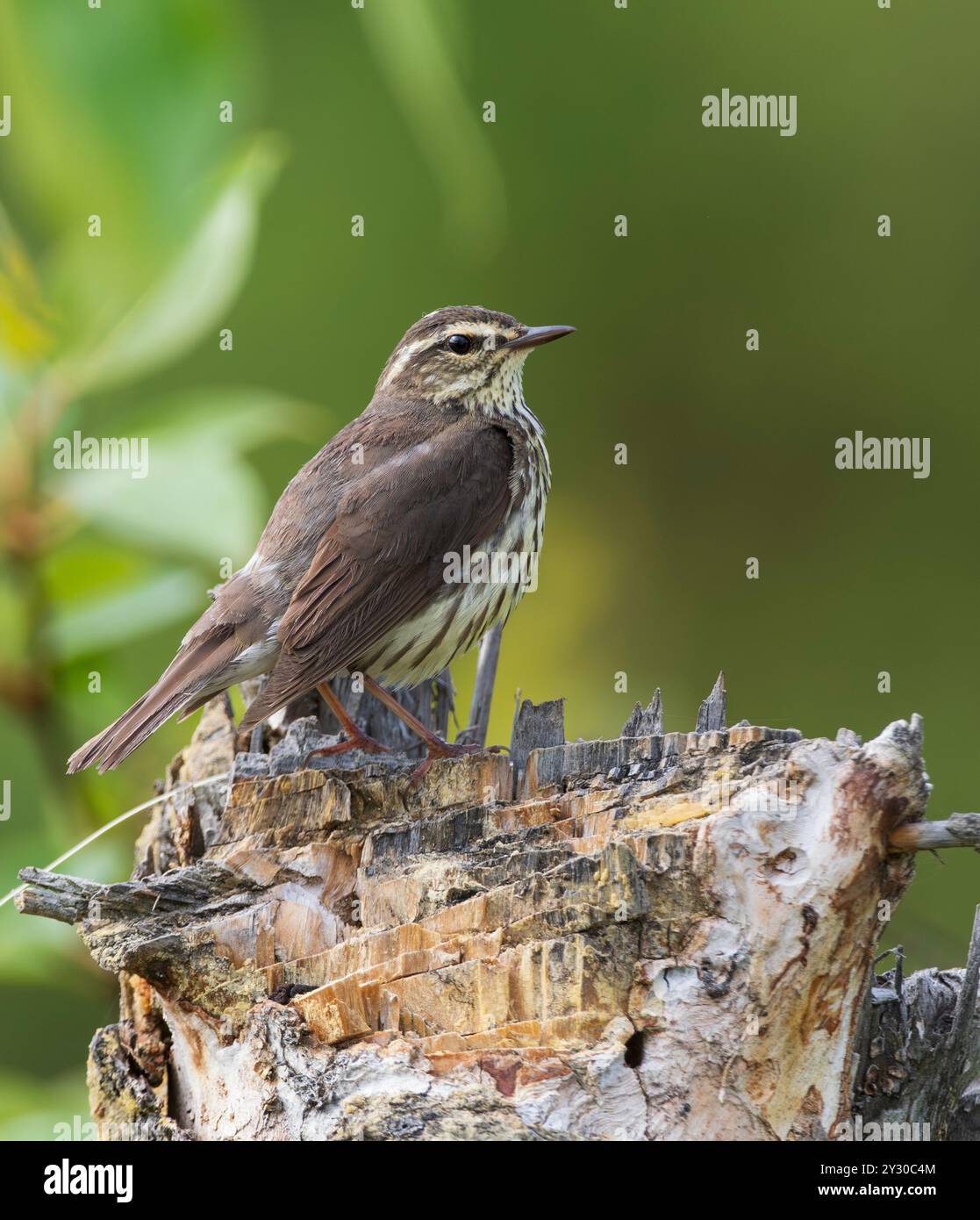 Die Migration des Northern Waterthrush Spring in Alaska Stockfoto