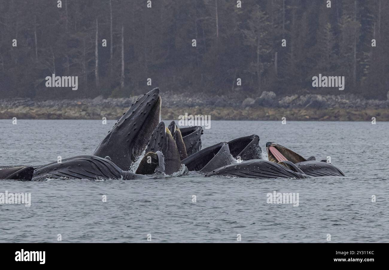 Buckelwal Bubble Net Angeln Sitka Alaska Stockfoto