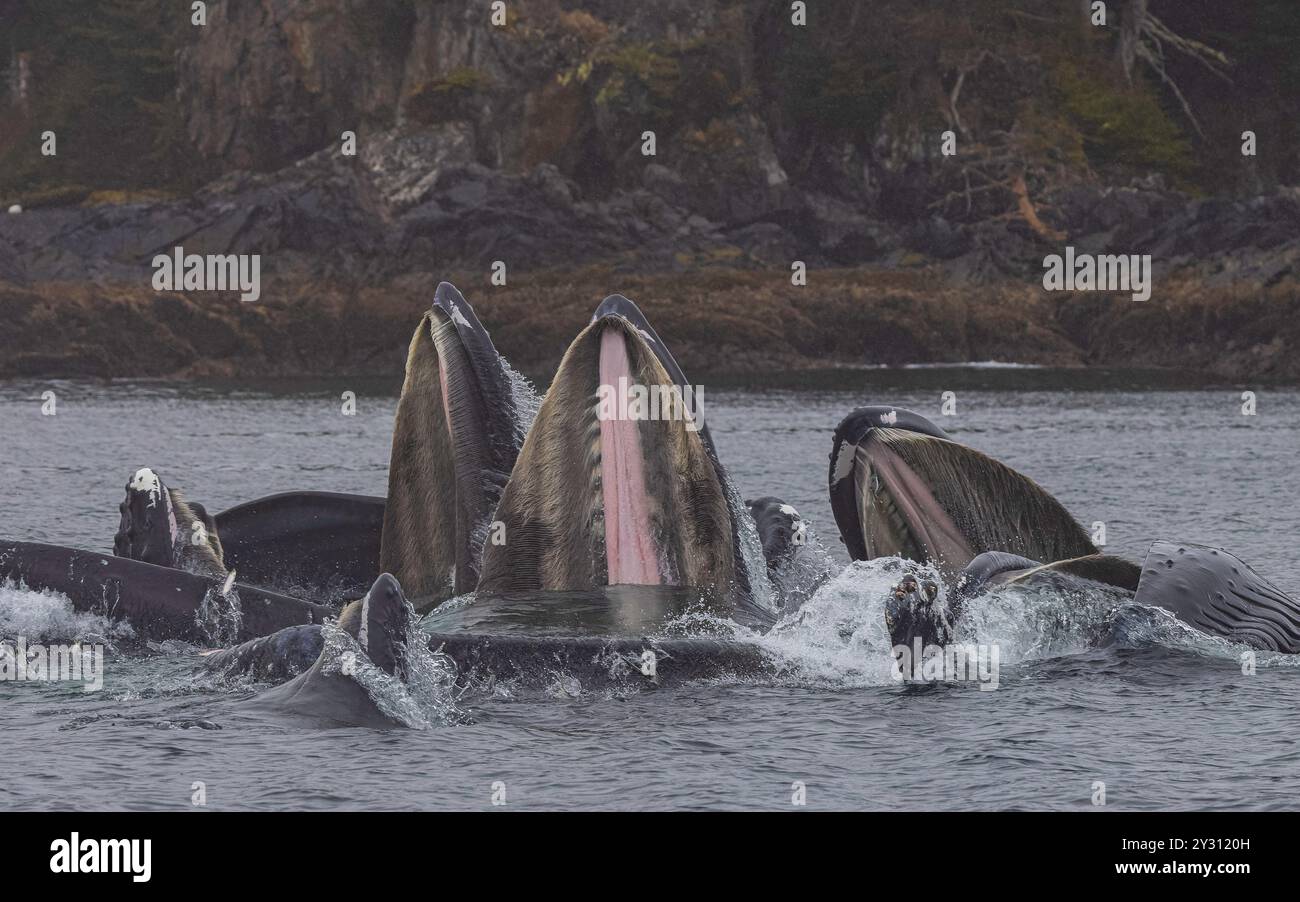 Buckelwal Bubble Net Angeln Sitka Alaska Stockfoto