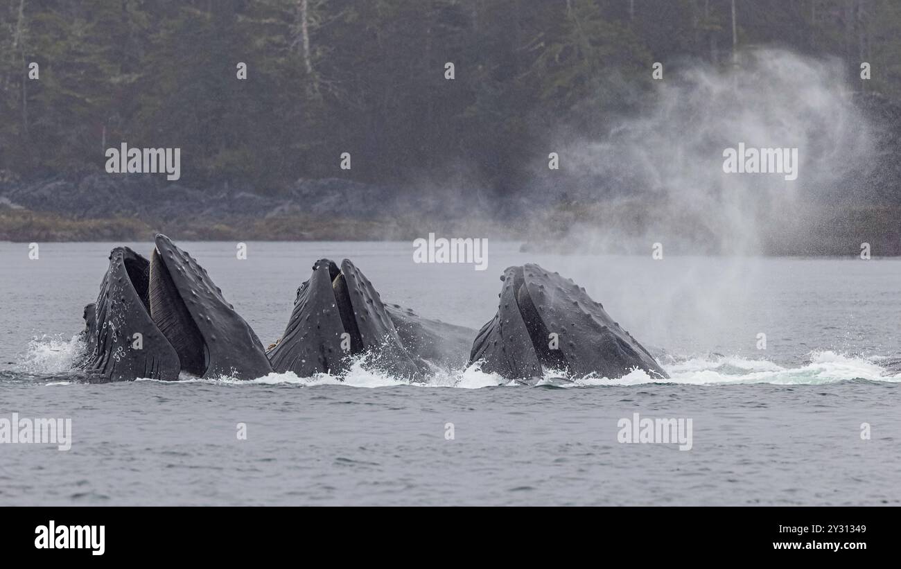 Buckelwal Bubble Net Angeln Sitka Alaska Stockfoto