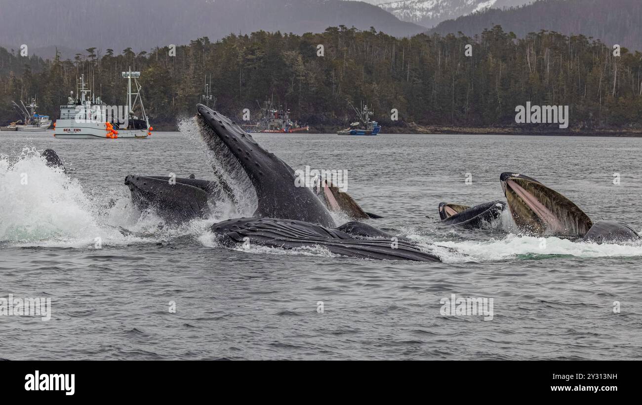 Buckelwal Bubble Net Angeln Sitka Alaska Stockfoto