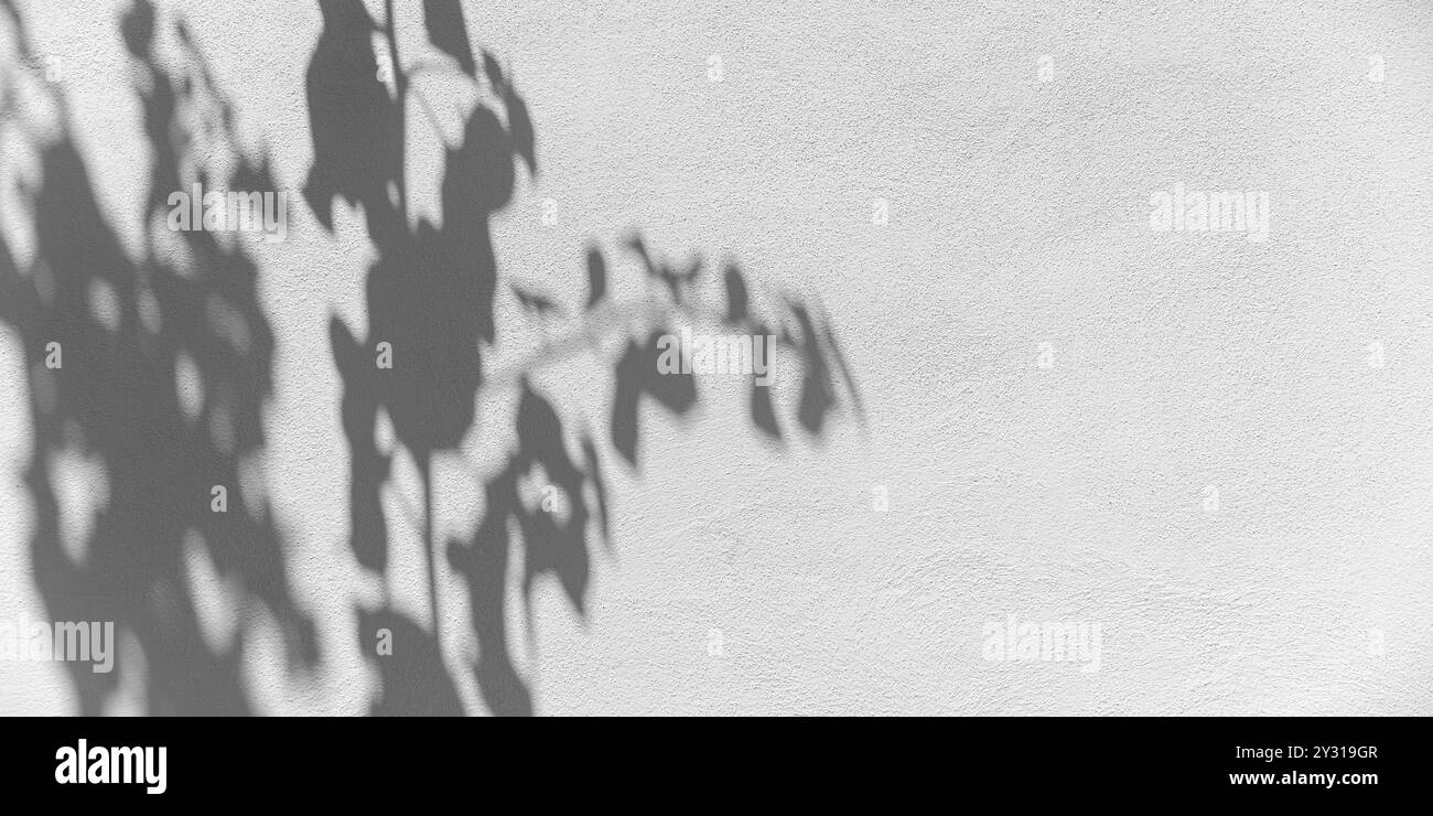 Abstrakte Hintergrundstruktur mit weichem Schatten von Ästen über weißer Wand, Vorderansicht, Panoramaaufnahme Stockfoto