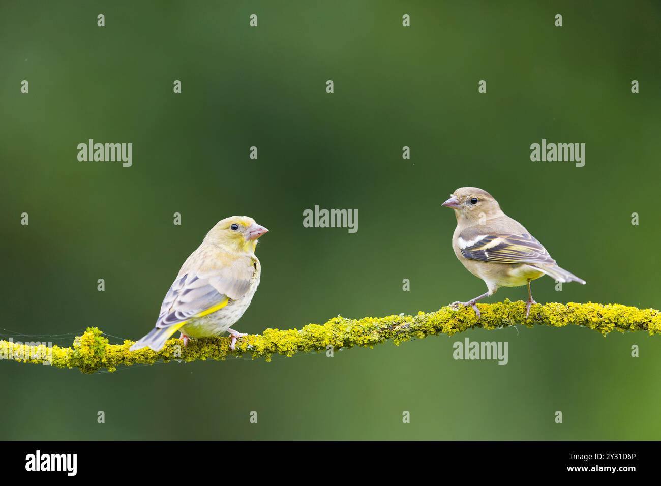 Europäischer Grünfink Carduelis chloris, juvenile und Common affinch Fringilla coelebs, erwachsenes Weibchen auf Flechtenzweig, Suffolk Stockfoto