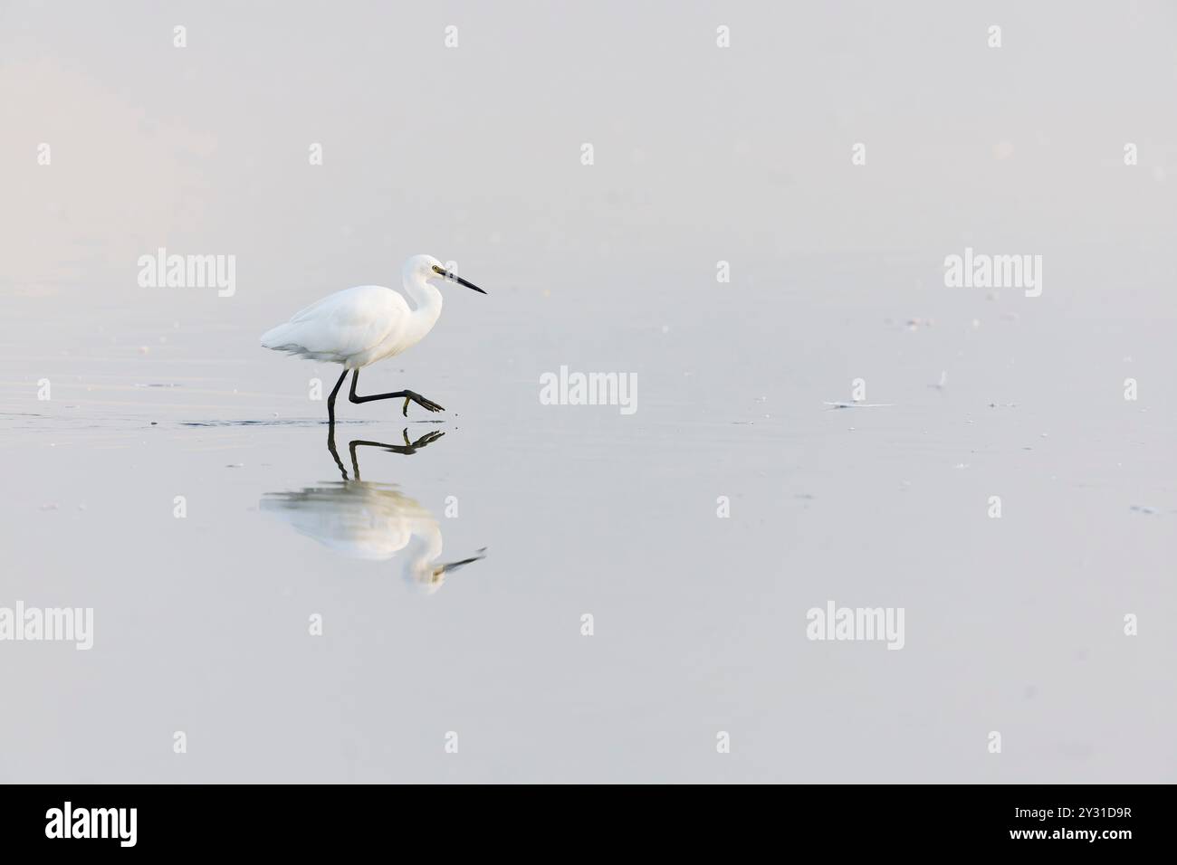 Kleiner Reiher Egretta garzetta, Erwachsene Waten mit Reflexion, Minsmere RSPB Reserve, Suffolk, England, Stockfoto
