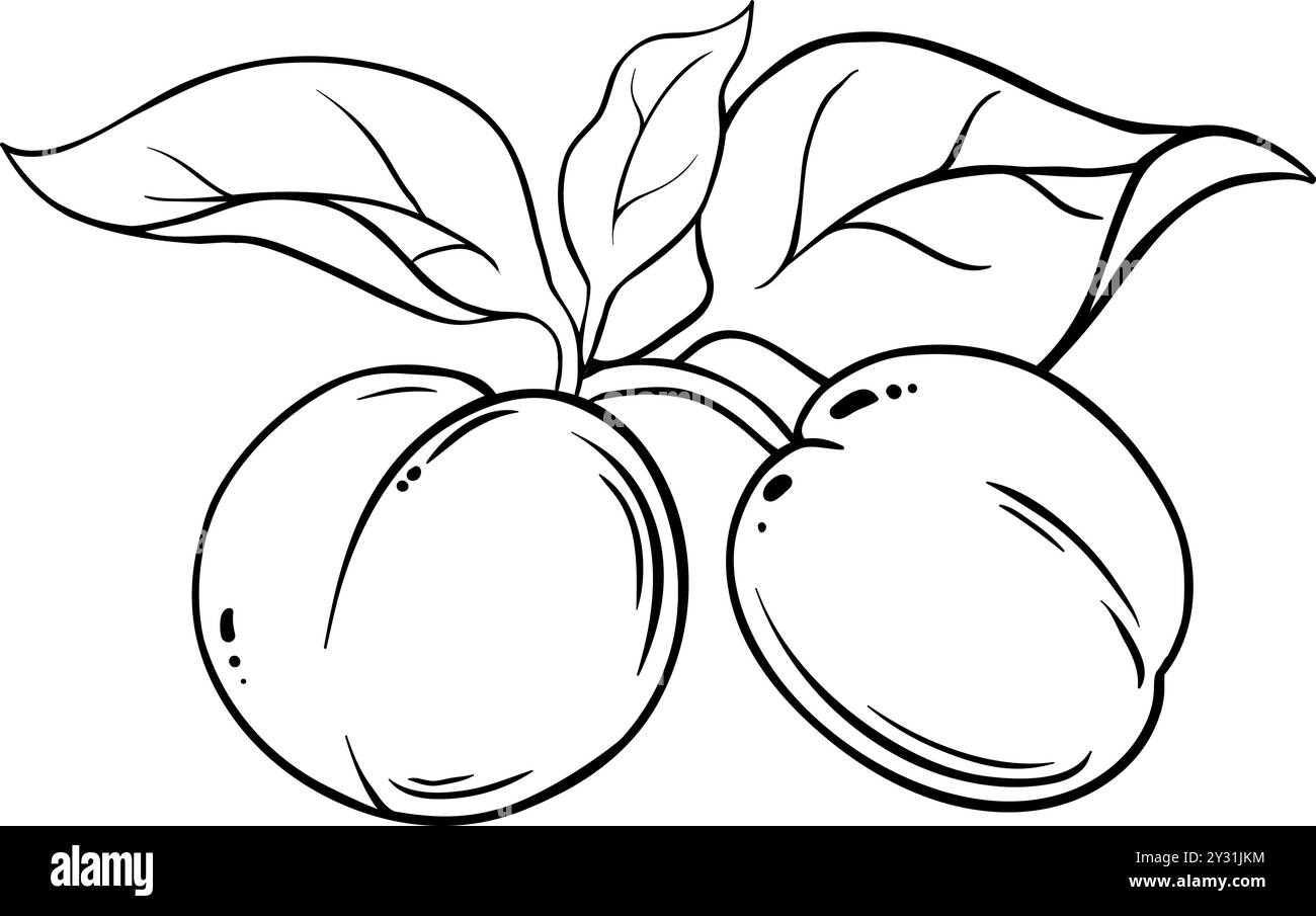 Aprikosenfrucht mit Blättern Umriss Illustration. Stock Vektor