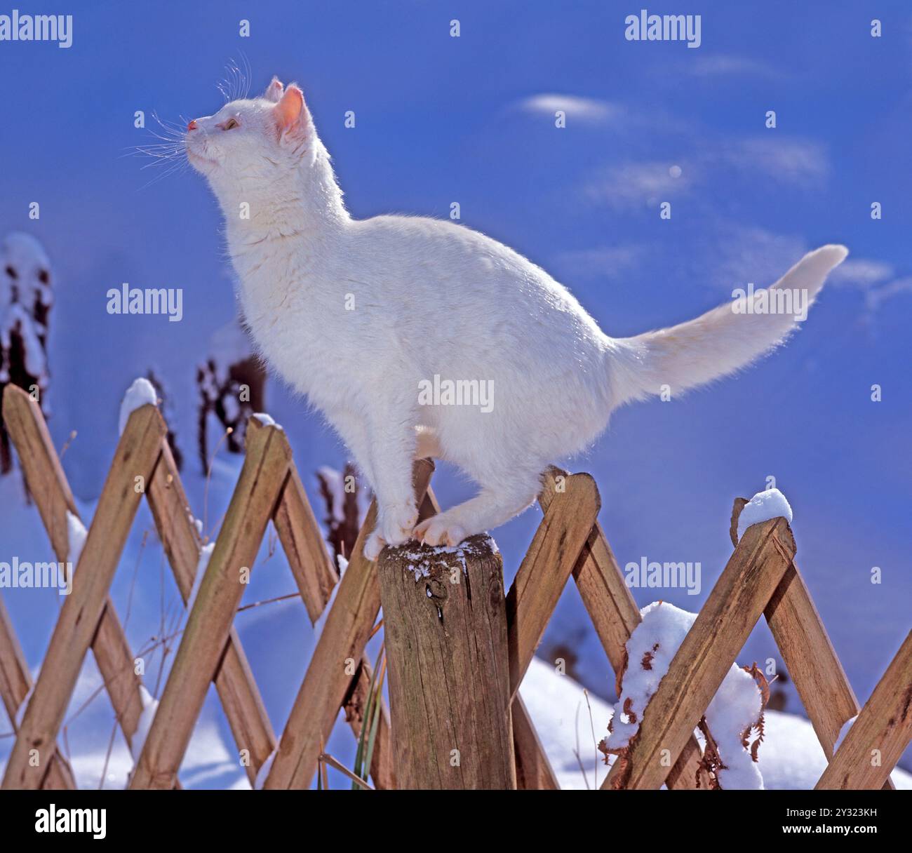 Weiße Katze im Winter, die auf einem Zaun sitzt und nach oben blickt. Haustier, Deutschland Stockfoto