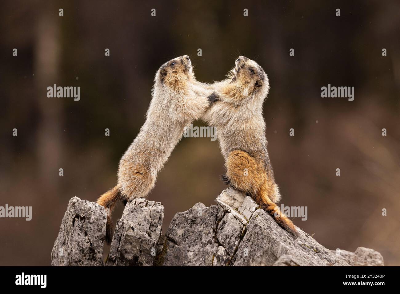 Ein Paar Murmeltiere, die einen Stand-up-Kampf haben Stockfoto