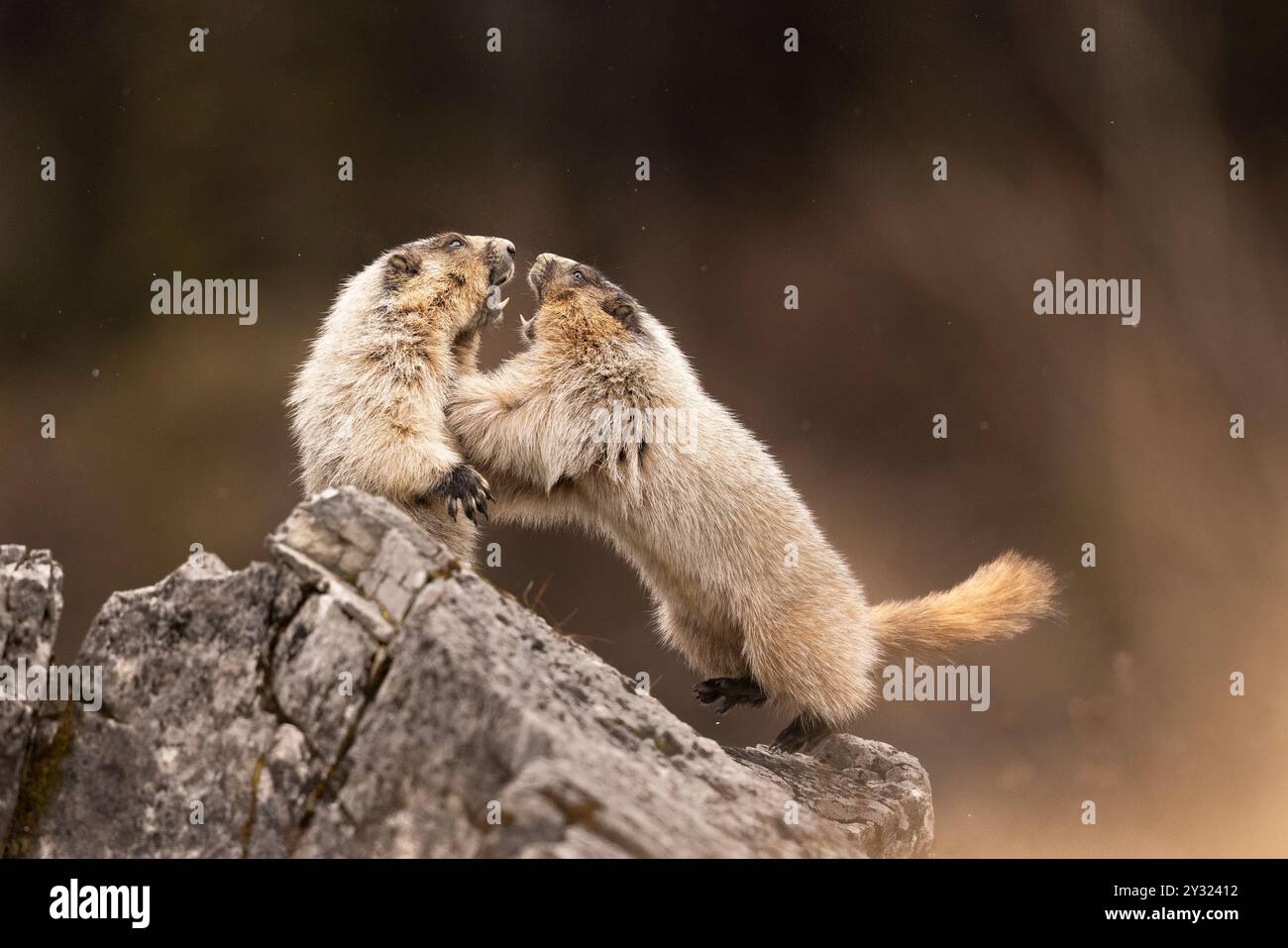 Ein Paar Murmeltiere, die einen Stand-up-Kampf haben Stockfoto