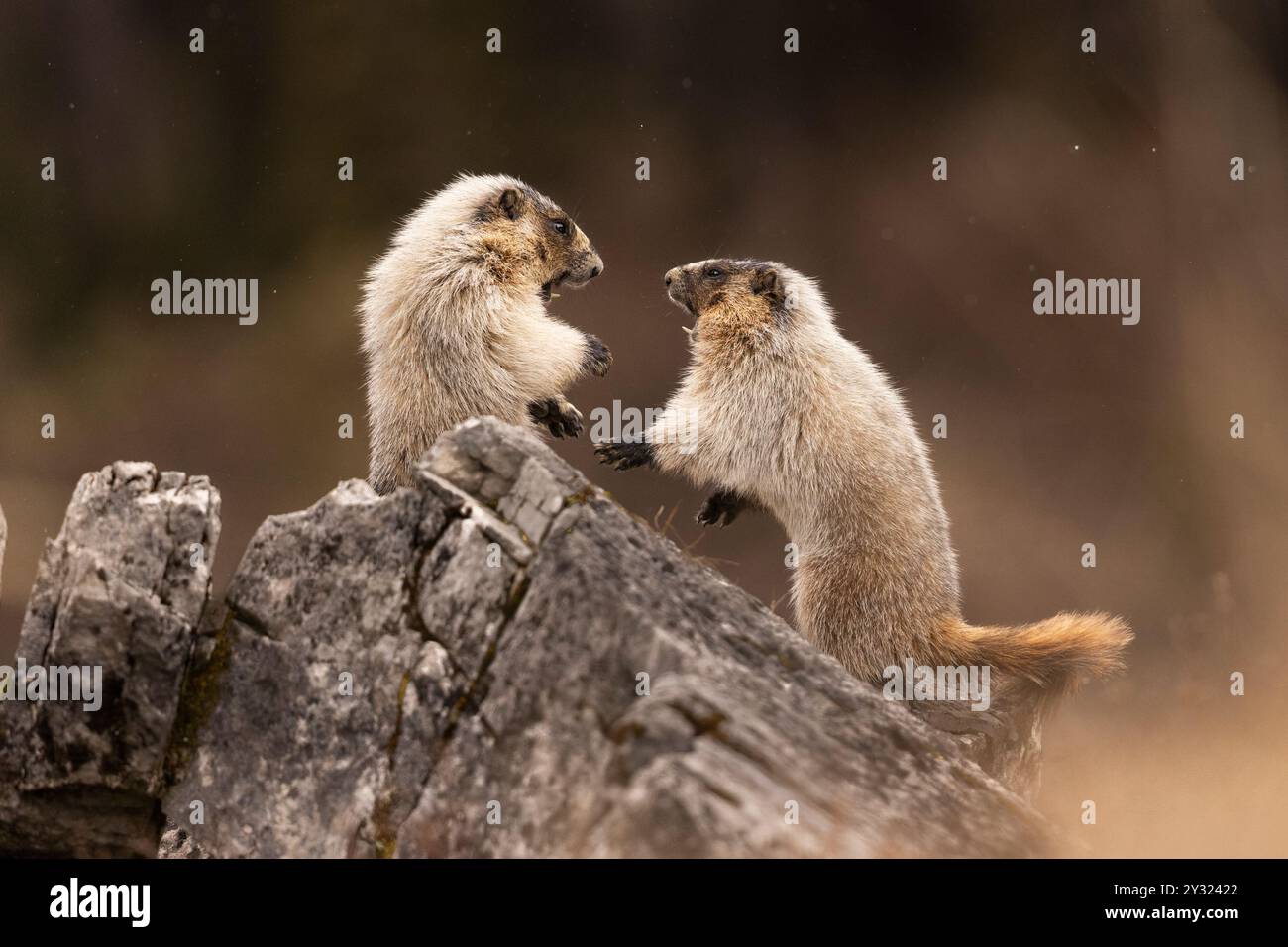 Ein Paar Murmeltiere, die einen Stand-up-Kampf haben Stockfoto