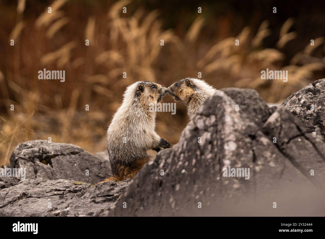 Die beiden Murmeltiere interagieren auf felsigem Gelände mit getrocknetem Gras im Hintergrund Stockfoto