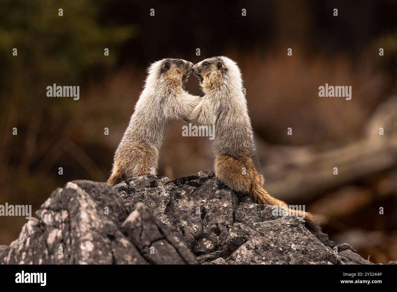 Ein Paar Murmeltiere, die einen Stand-up-Kampf haben Stockfoto