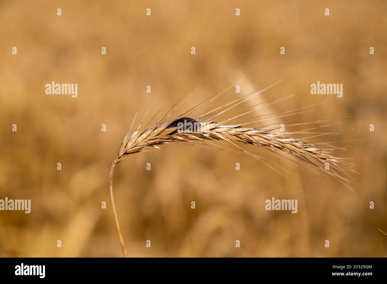 Roggen mit Ergot Pilz auf dem Feld Stockfoto