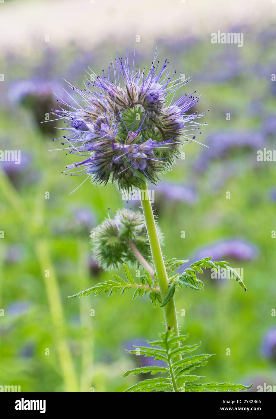 Fernleaf fiddleneck (Phacelia tanacetifolia), auch bekannt als Purple tansy und wird als Gründünger in der Landwirtschaft verwendet. Kington Herefordshire Vereinigtes Königreich. August Stockfoto