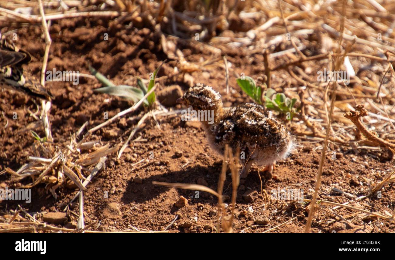 Neugeborene zweibändige Sandhuhn-Küken, isoliert in der Wildnis im Kruger-Nationalpark in Südafrika Stockfoto