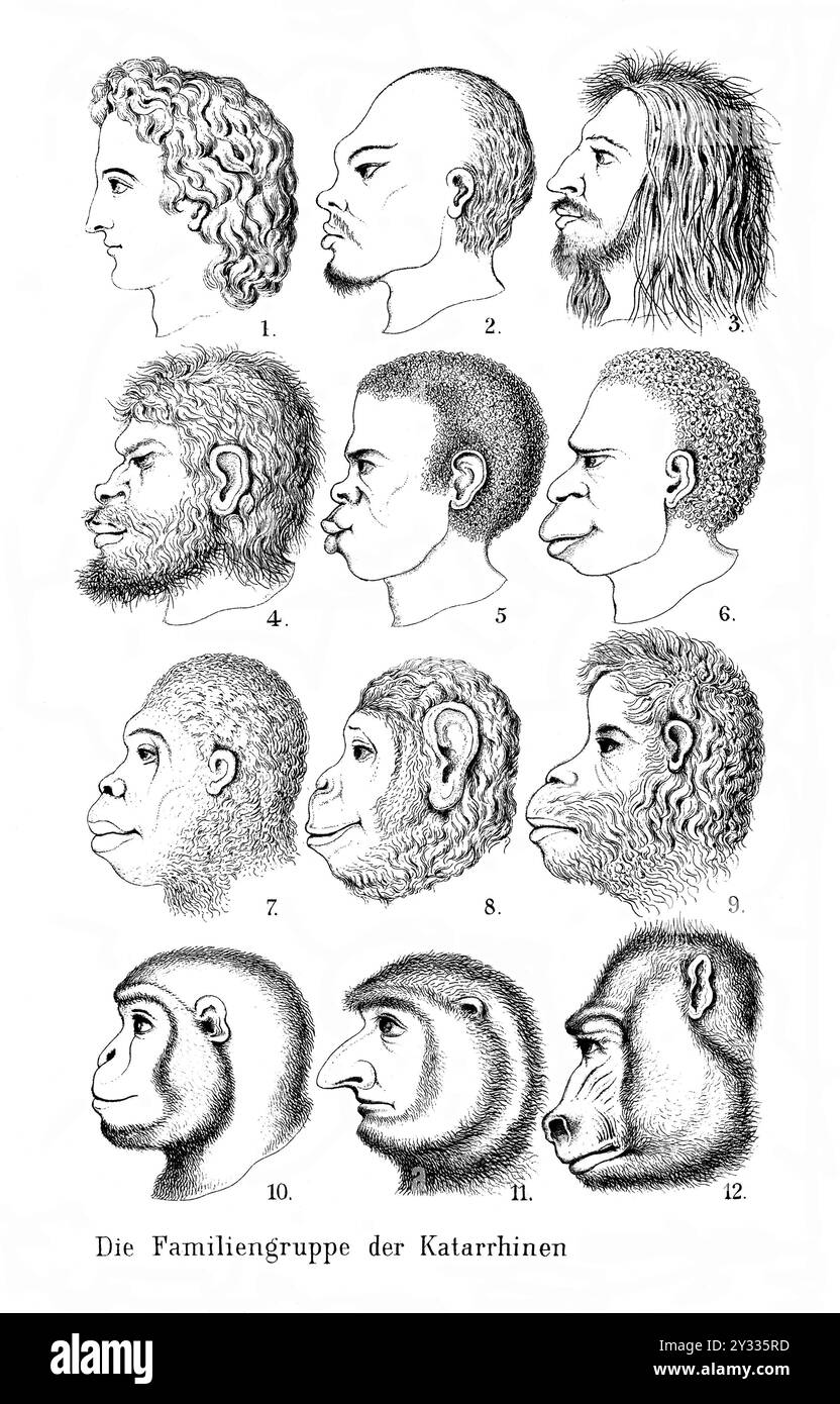 Ernst Haeckel, Naturgeschichte der Schöpfung. Frontispiece, verschiedene Köpfe. Die Familiengruppe der Katterhinen, Katarrhinen, Primaten, Evolution, um 1890, historische, digital restaurierte Reproduktion eines Originals aus der Zeit Stockfoto