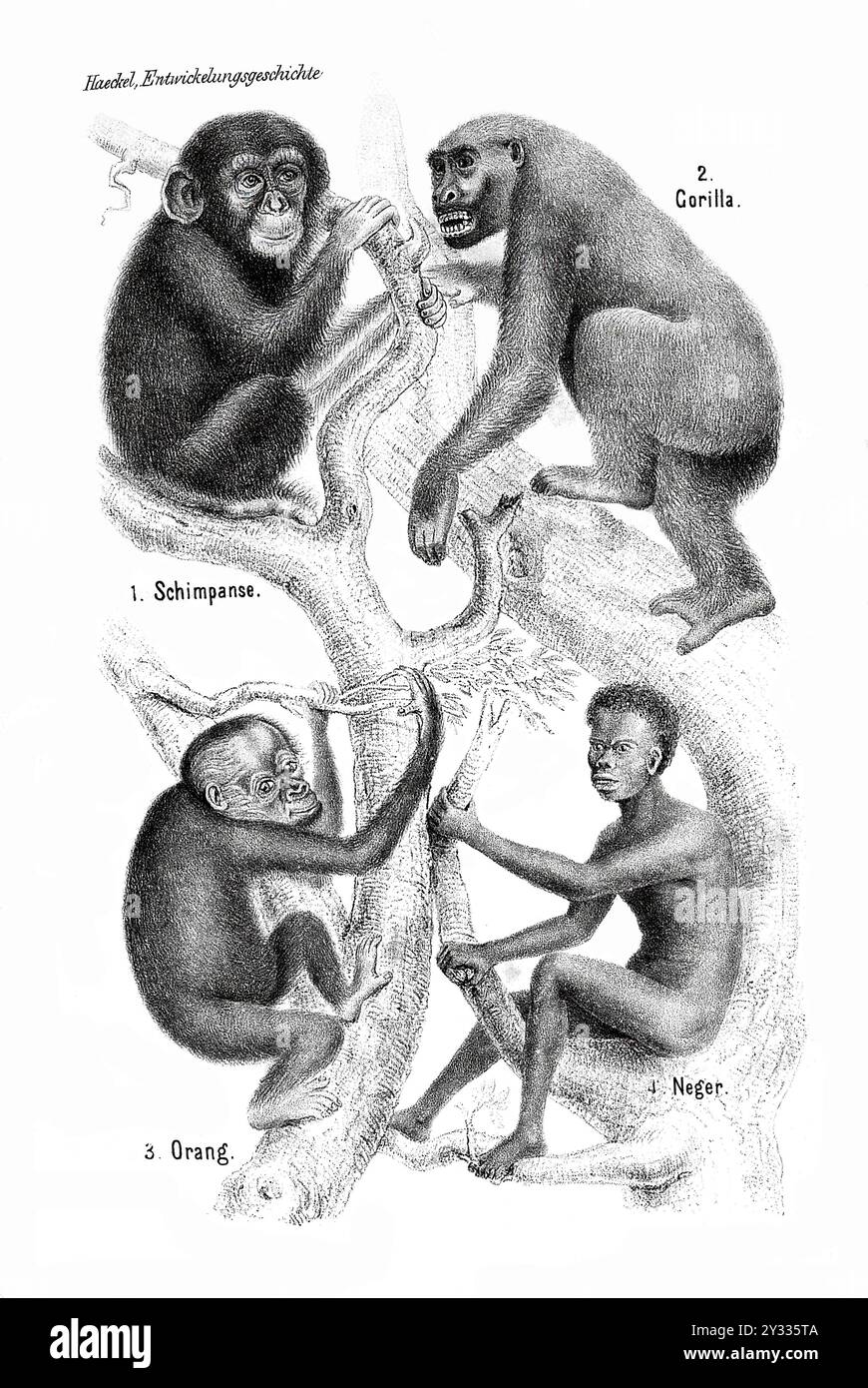 Ernst Haeckel, Anthropogenie. Gorilla und Baum des Lebens, die Evolution vom Affen zum Menschen, historische, digital restaurierte Reproduktion eines Originals aus der Zeit Stockfoto