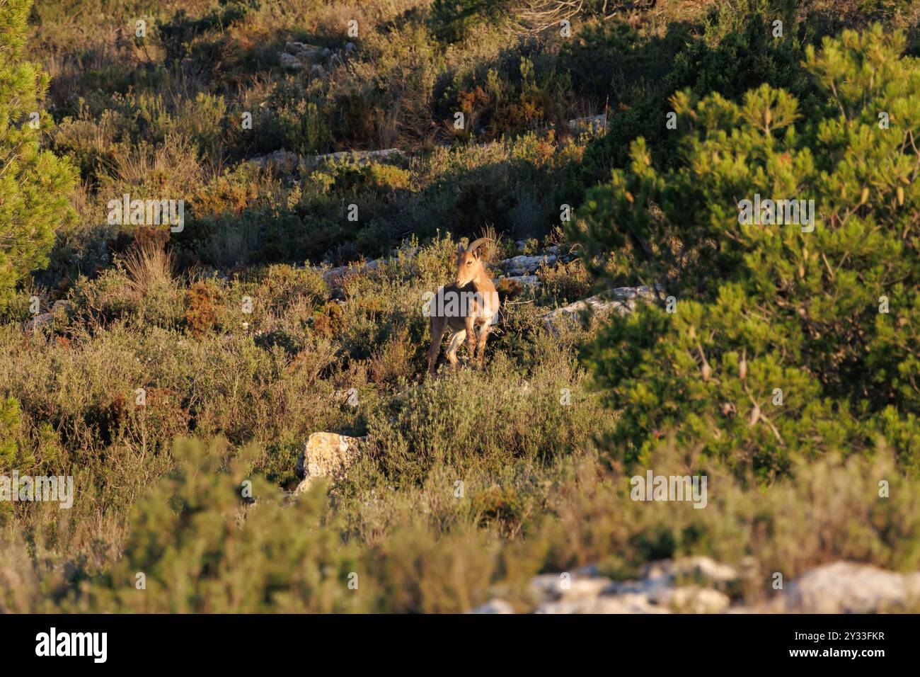 Steinböcke (Capra pyrenaica) in Vegetation zwischen Kiefern im Naturpark Sierra de Mariola, Alcoy, Spanien Stockfoto