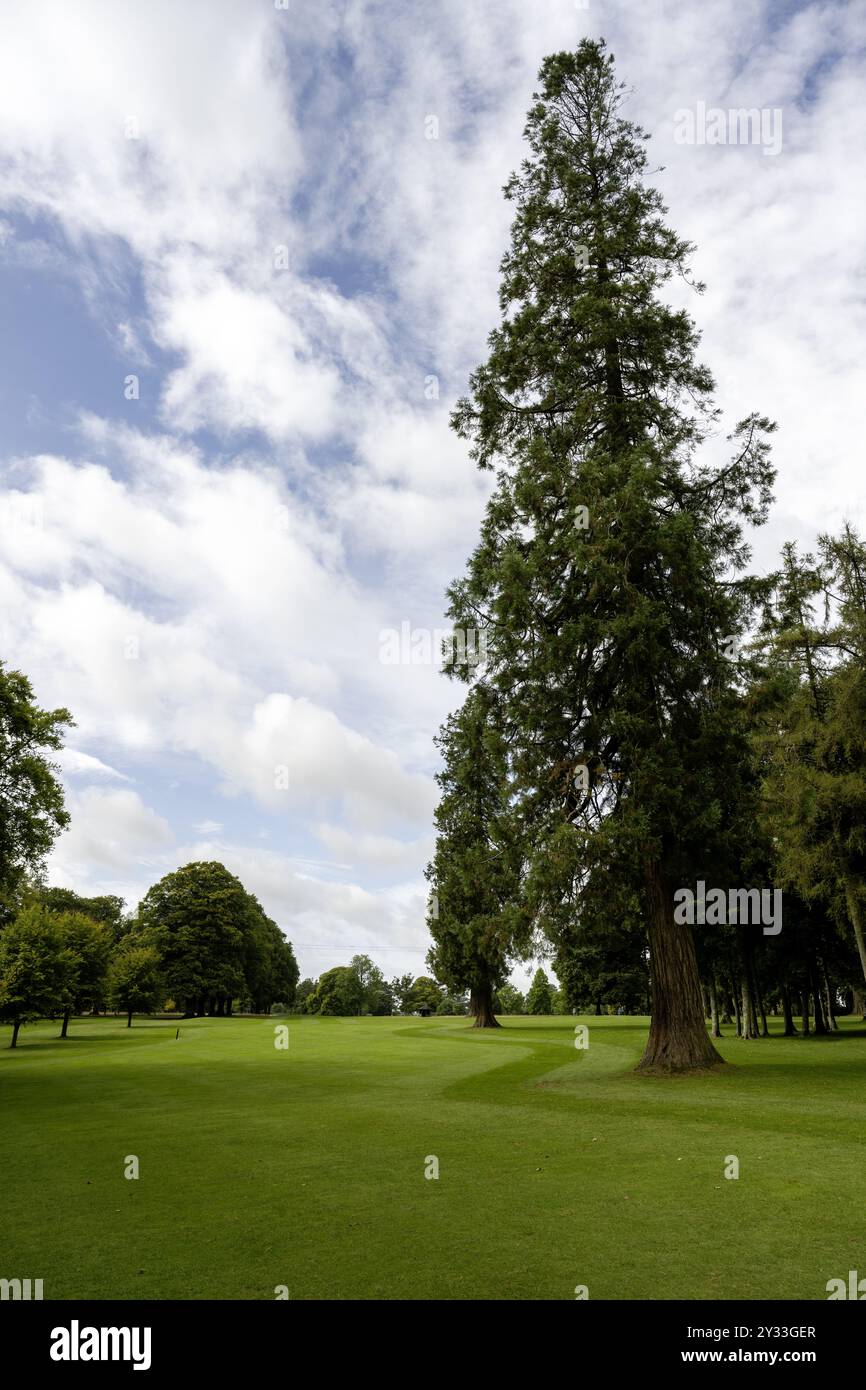 Rushmore Golf Club, Tollard Royal, Salisbury, Wiltshire - Cramborne Chase - Blick auf das erste Fairway Stockfoto