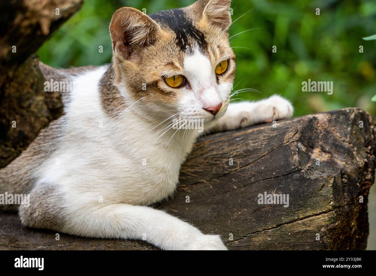 Schöne weiße indische Katze, die in einem Holzstamm liegt - Kamera verwendet Sony Alpha 6400 Stockfoto