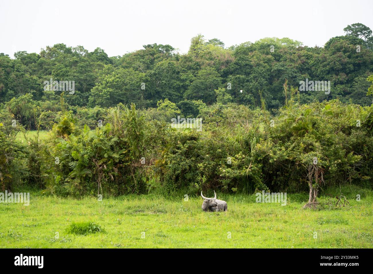 Wilde Büffel im Feuchtgebiet des Kaziranga National Park Stockfoto