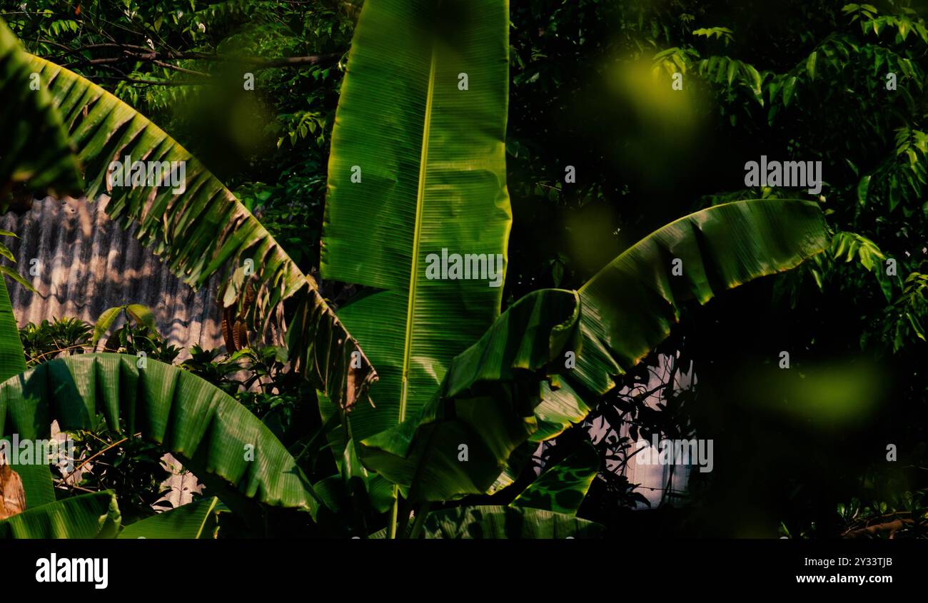 Blick auf Bananenbäume im Garten Stockfoto