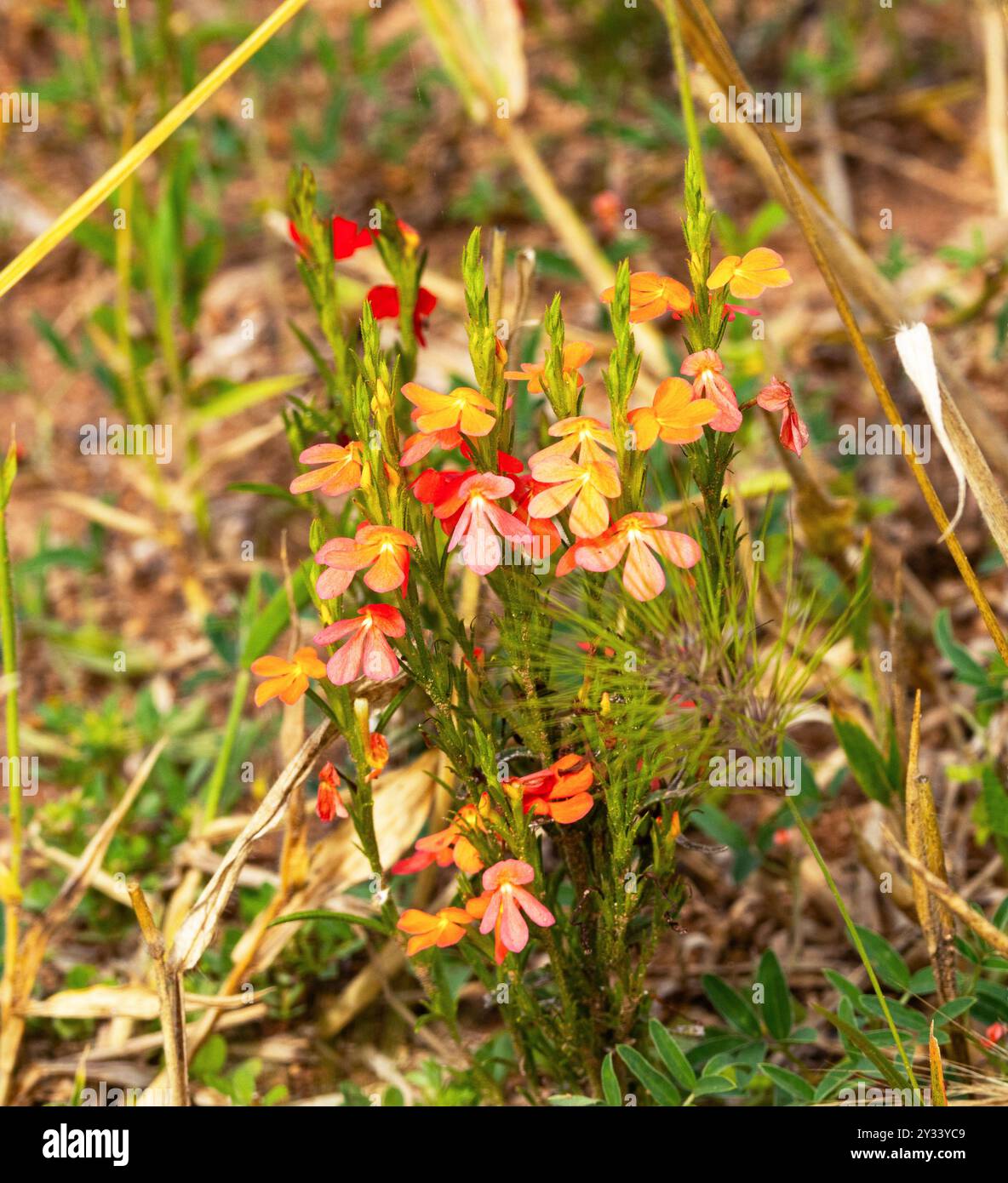 Der elegante Witchweed ist eine farbenfrohe Blume in Graslandsavannen. Die Pflanze ist hämiparasitisch und bindet sich an die Wurzeln von mehrjährigen Gräsern Stockfoto