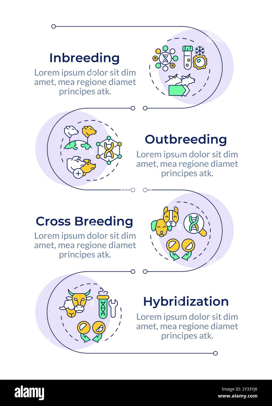 Zuchttechniken infographische vertikale Sequenz Stock Vektor