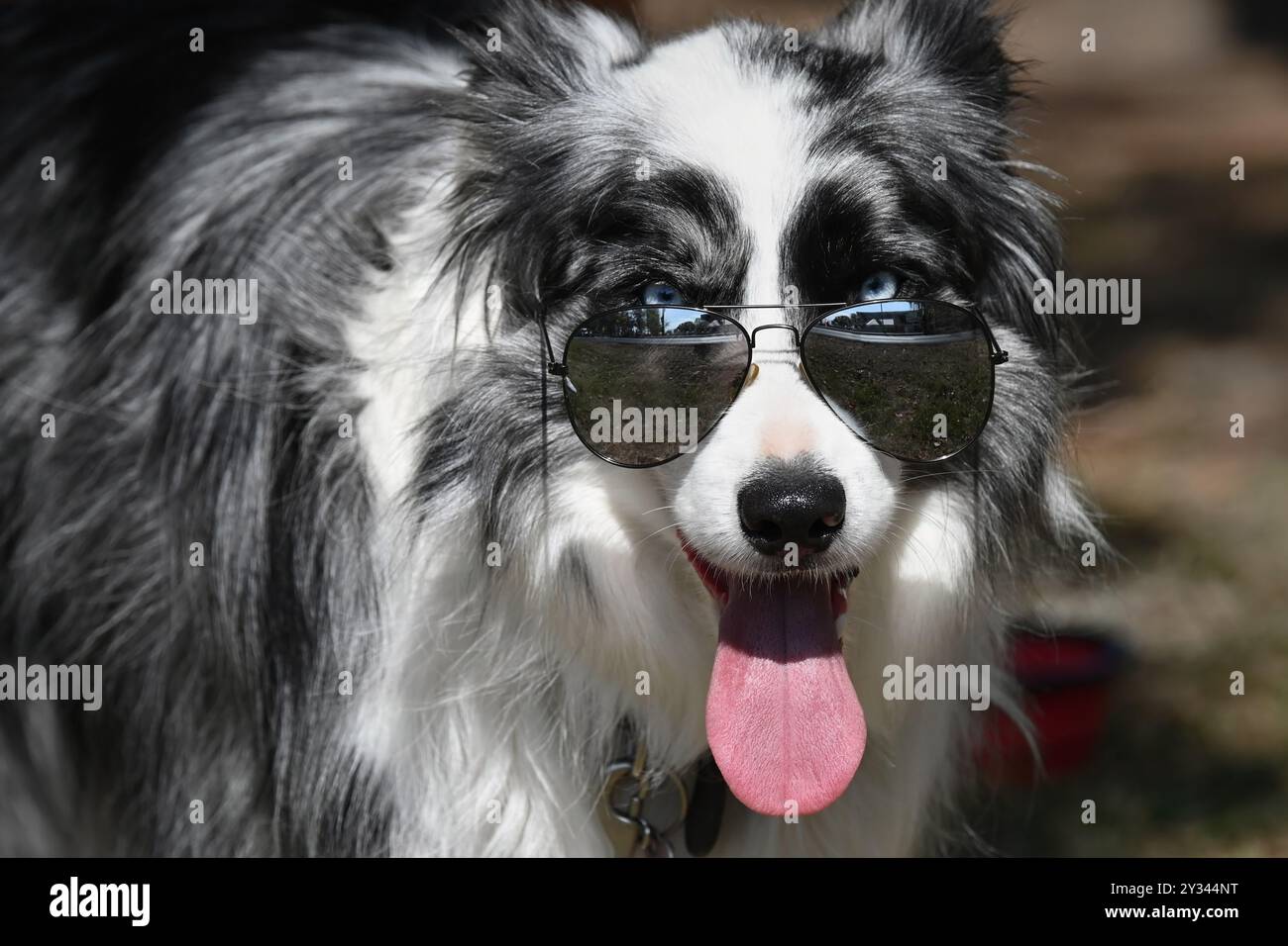 Kopf eines schwarz-weißen Border Collie mit blauen Augen und Sonnenbrille, die die Zunge zeigt und in die Kamera blickt Stockfoto