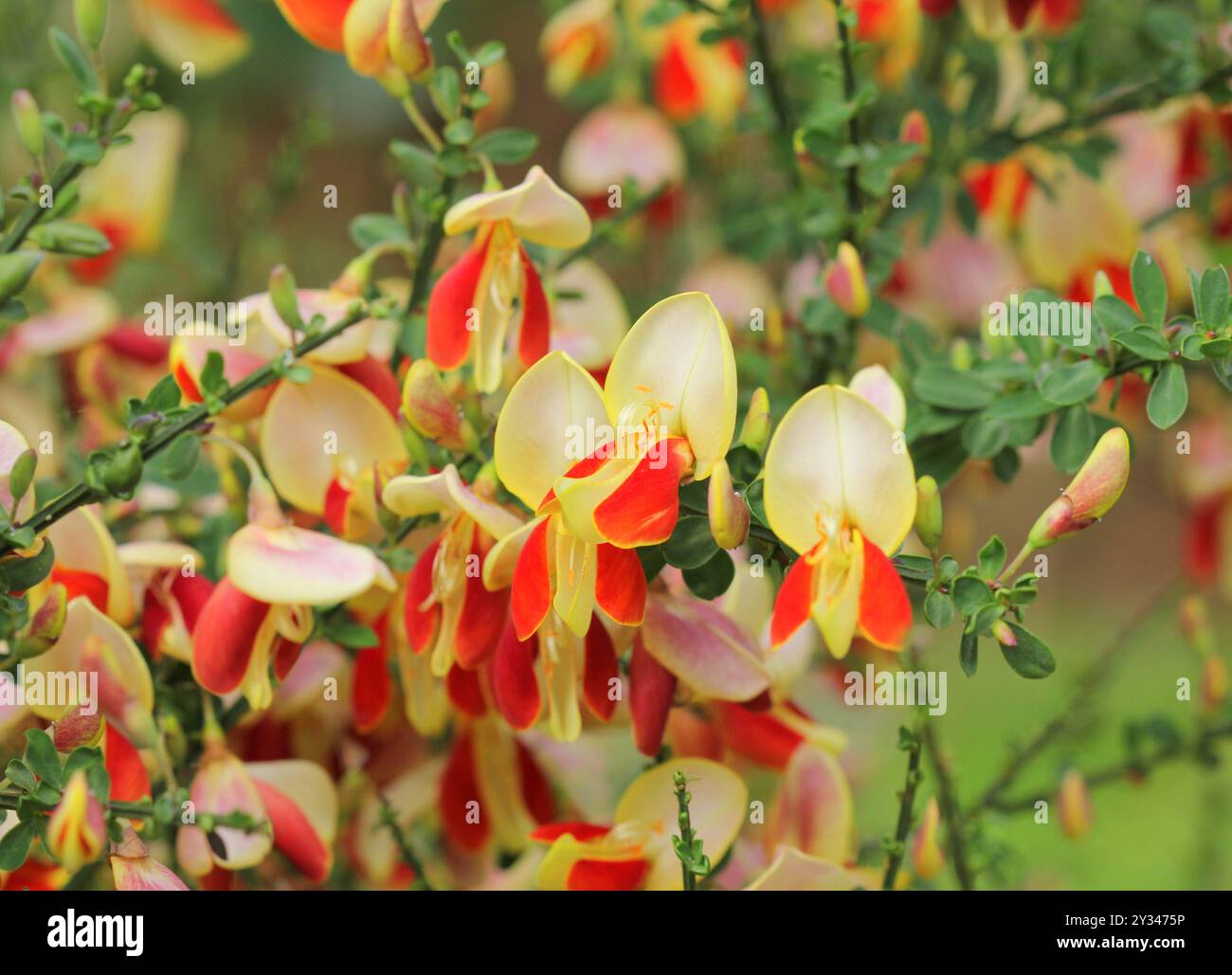 Eine Nahaufnahme des roten und gelben Besenstrauchs, Cytisus Stockfoto