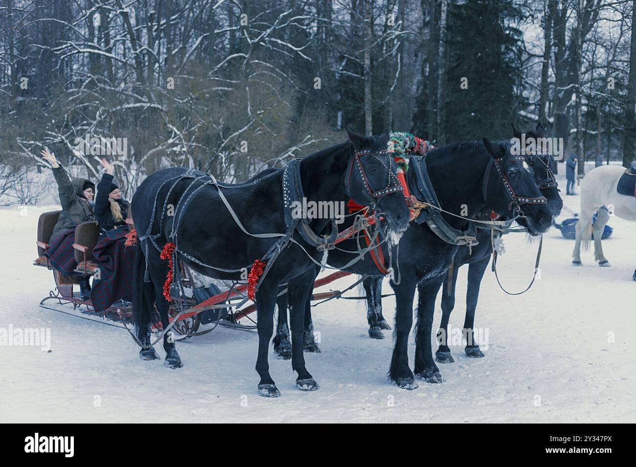 Ein Pferdeschlitten auf einem verschneiten Pfad in einem Winterwald. Pawlowsk, Sankt Petersburg, Russland Stockfoto