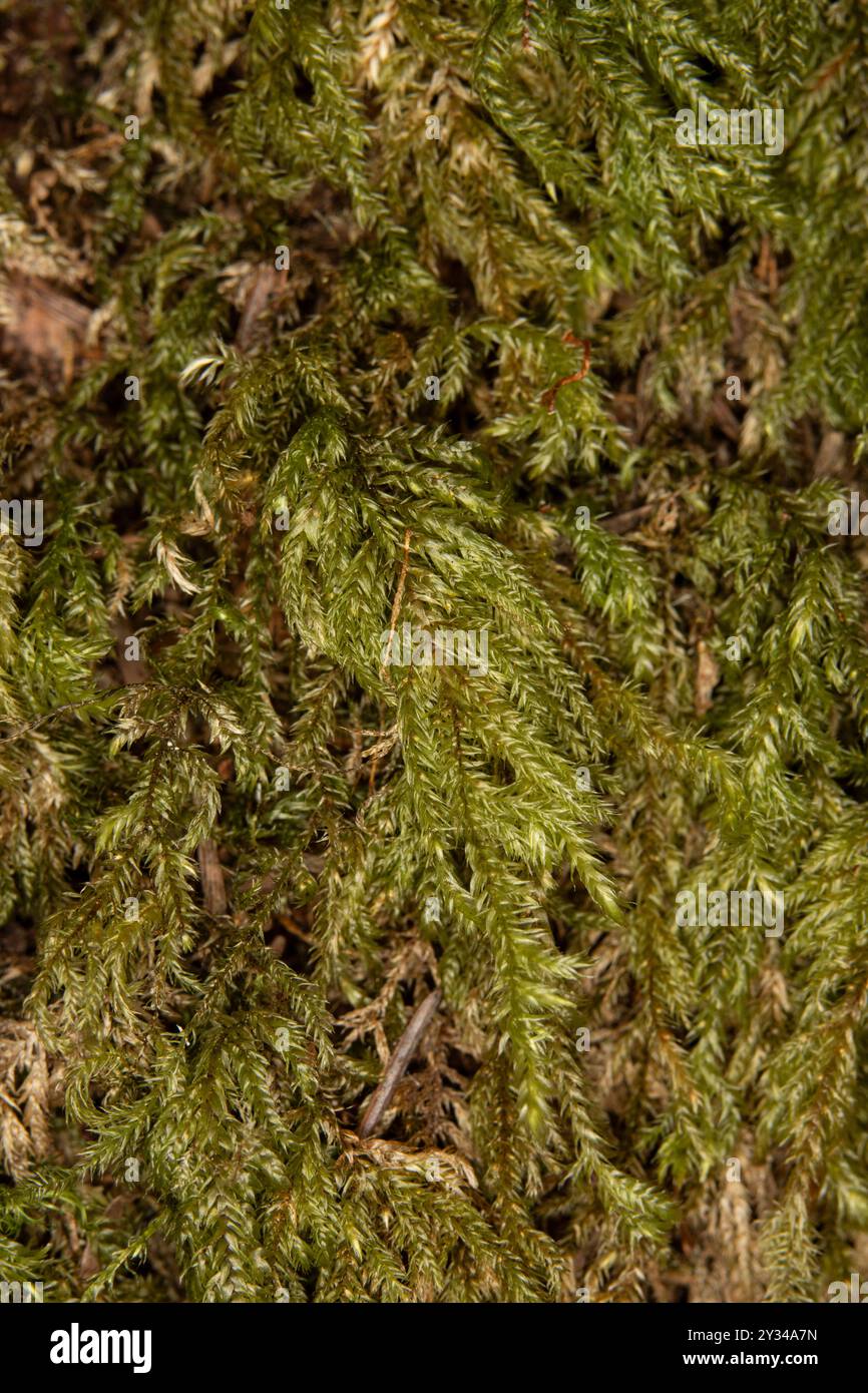 Nahaufnahme von Kurzschnabelholz-Moos Hintergrund, der als Bodendeckung im Quinault Regenwald verwendet wird Stockfoto