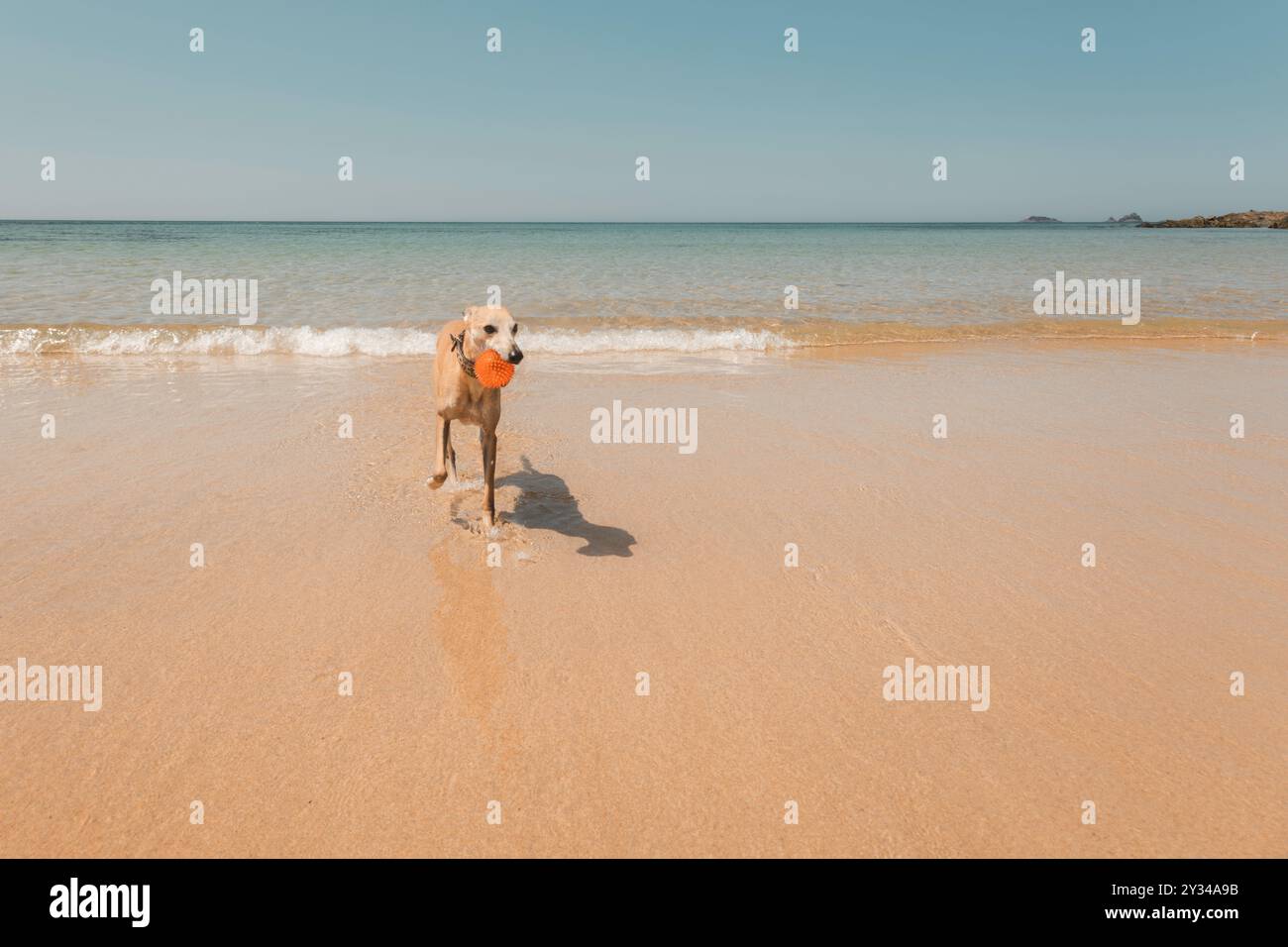 Whippet-Hund spielt beim Fangen durch flaches Meerwasser, während er einen Spielball an einem sonnigen Strand in Cornwall, Großbritannien, trägt Stockfoto